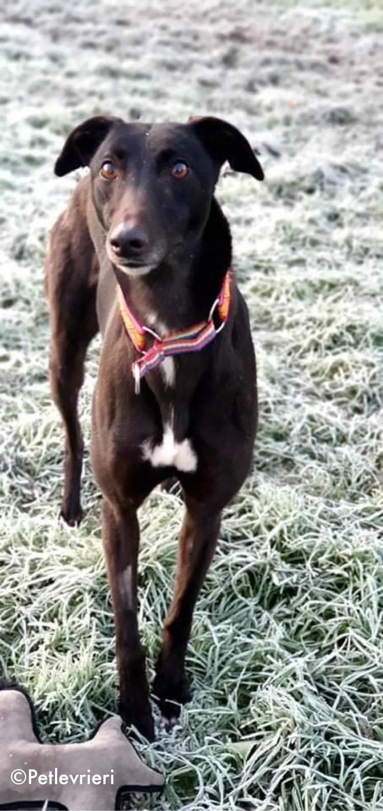 mai bhago adozione levrieri greyhound 2 1