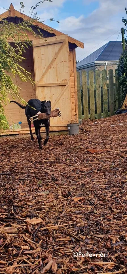 mai bhago adozione levrieri greyhound 2