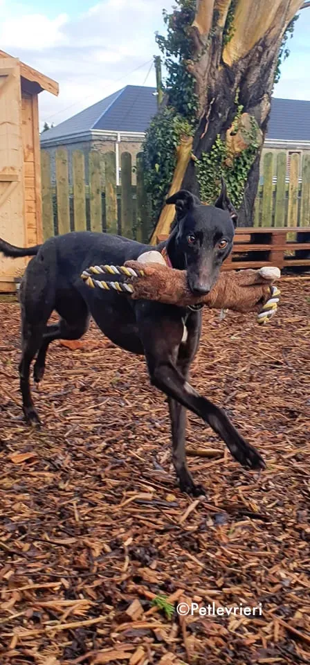 mai bhago adozione levrieri greyhound 3