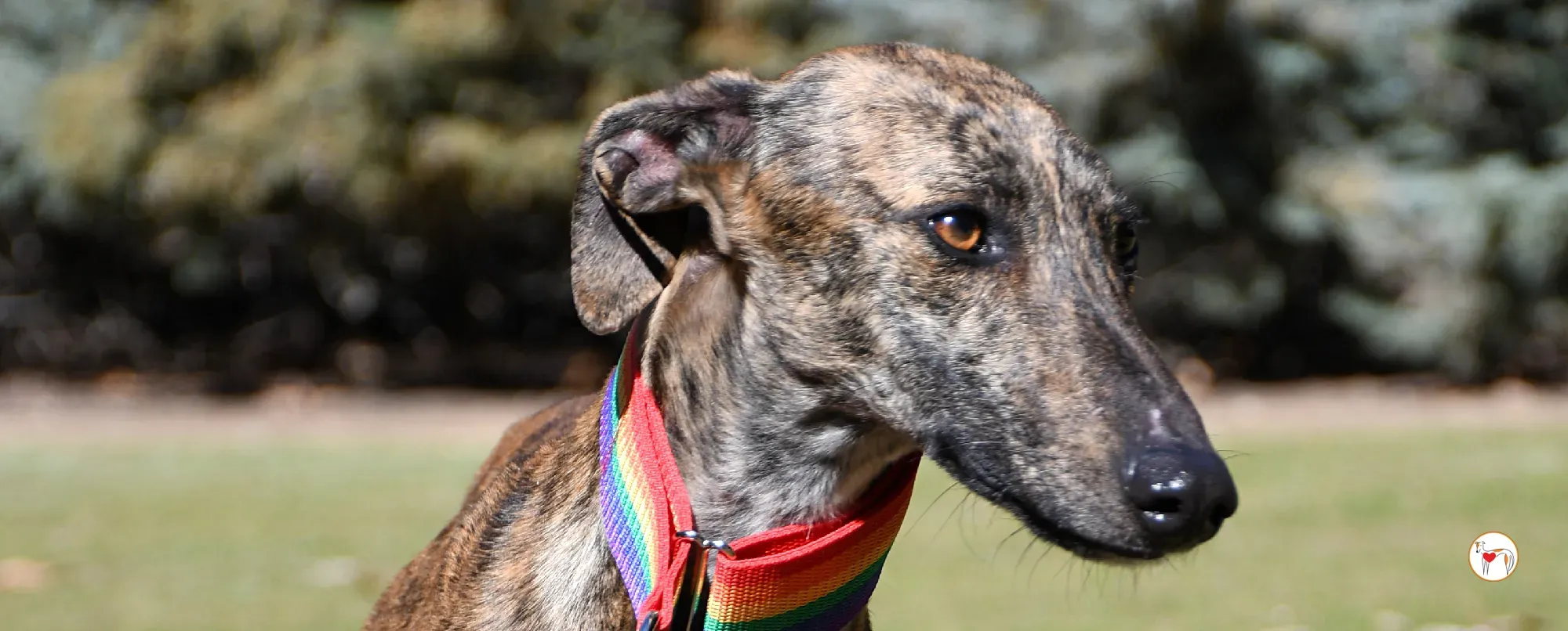 maila galgo adozione 00 copertina b