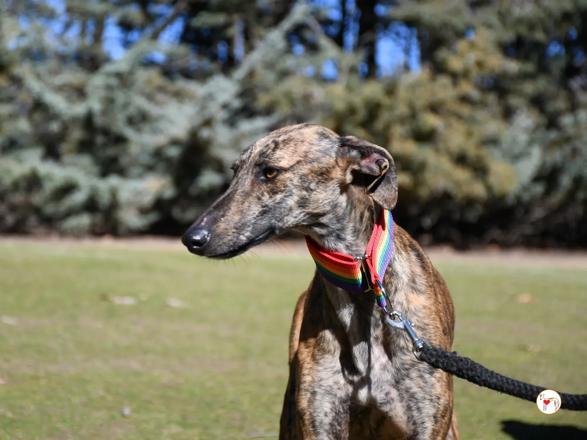 maila galgo adozione 01