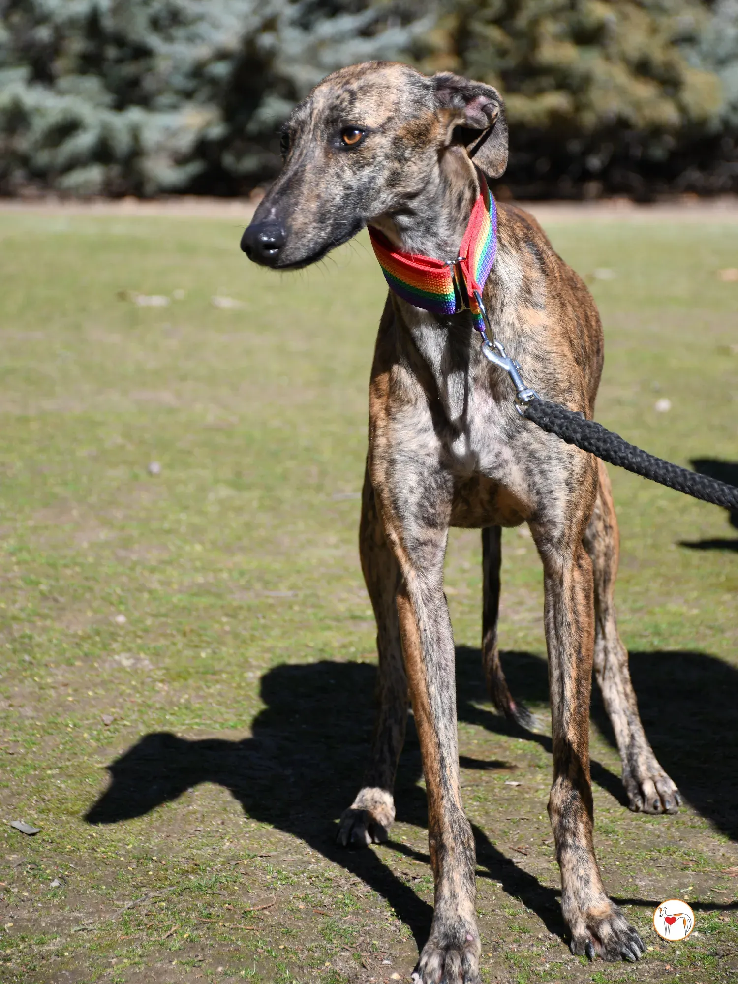 maila galgo adozione 02