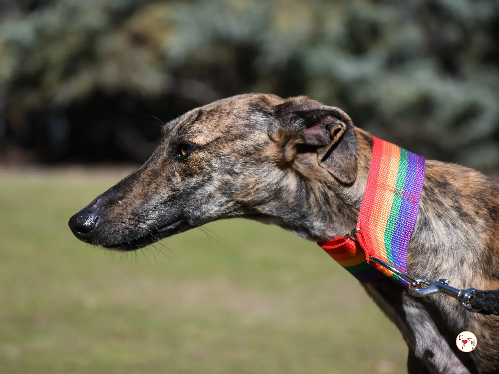 maila galgo adozione 03