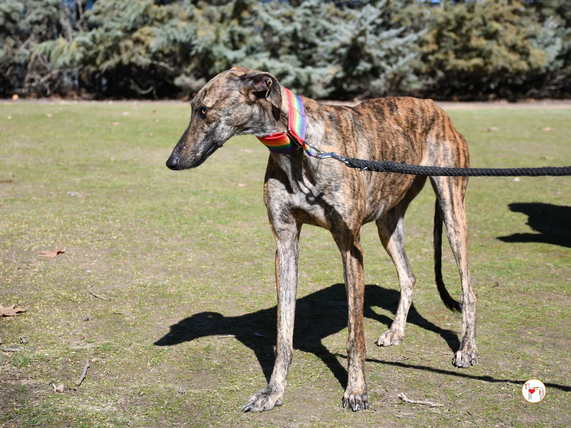 maila galgo adozione 04