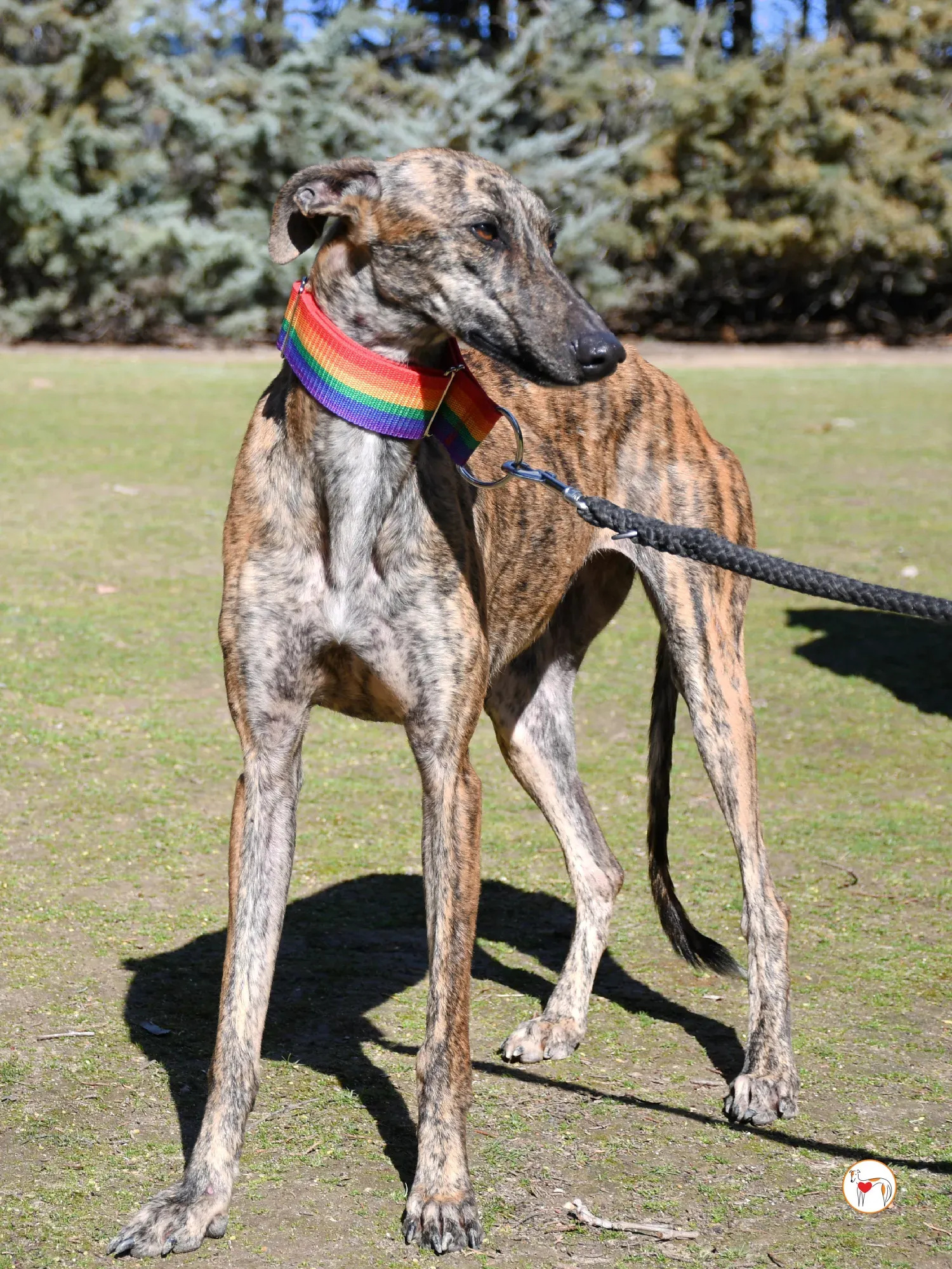 maila galgo adozione 05