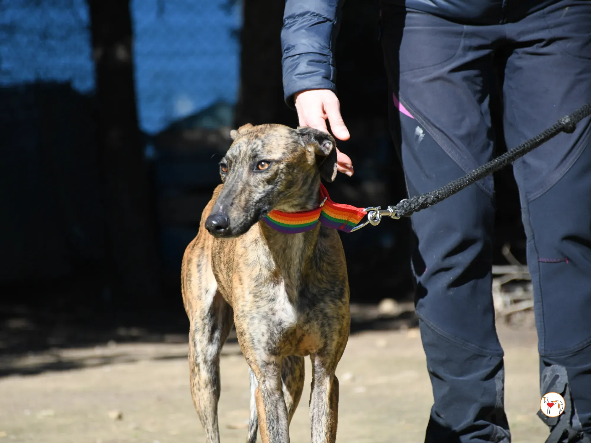 maila galgo adozione 06