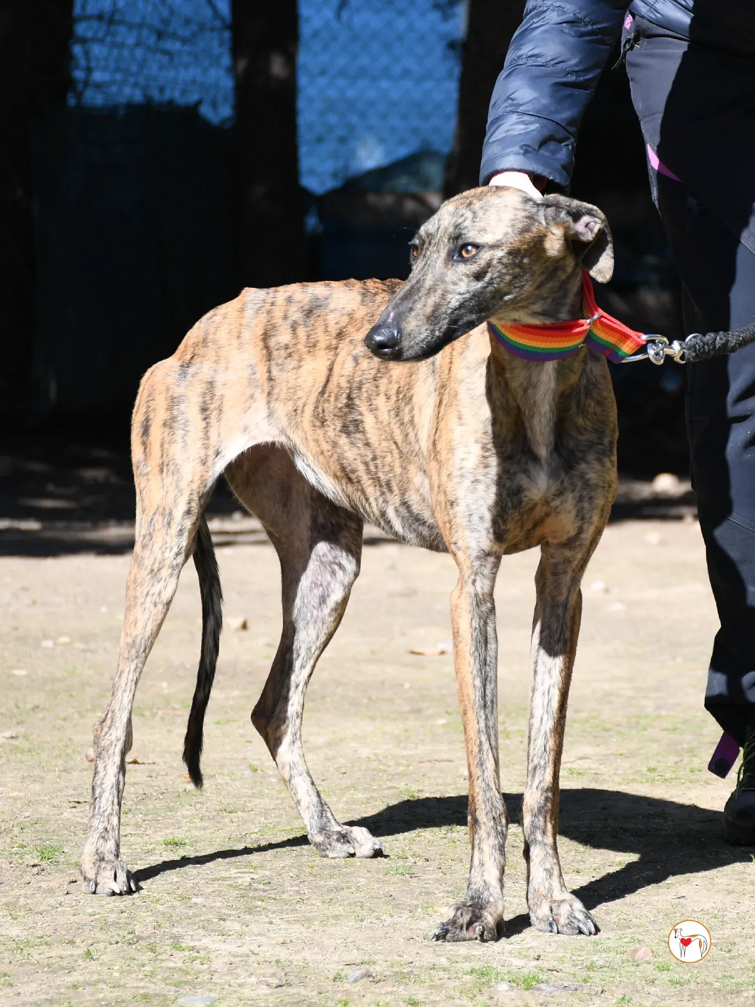 maila galgo adozione 07