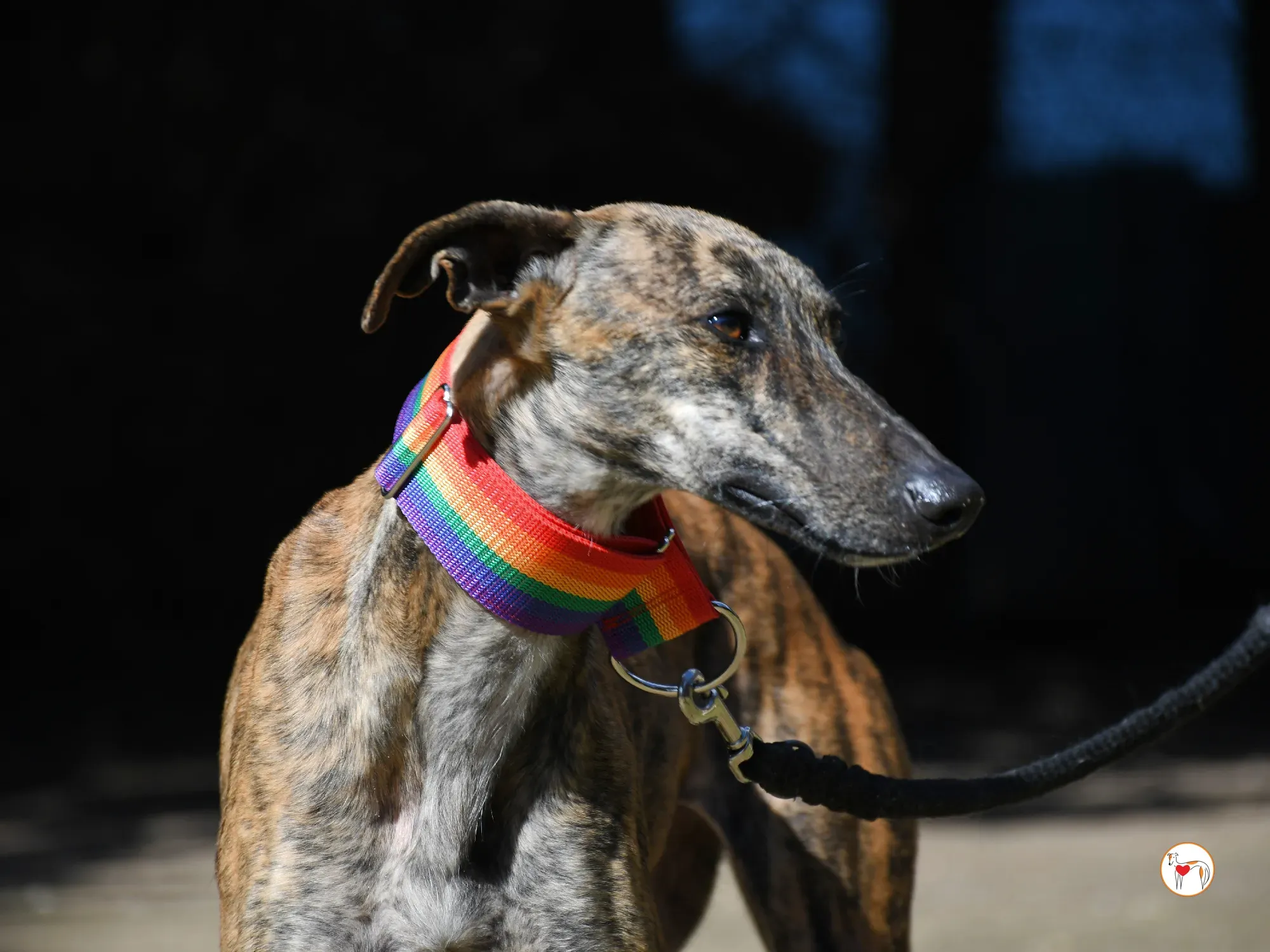 maila galgo adozione 08