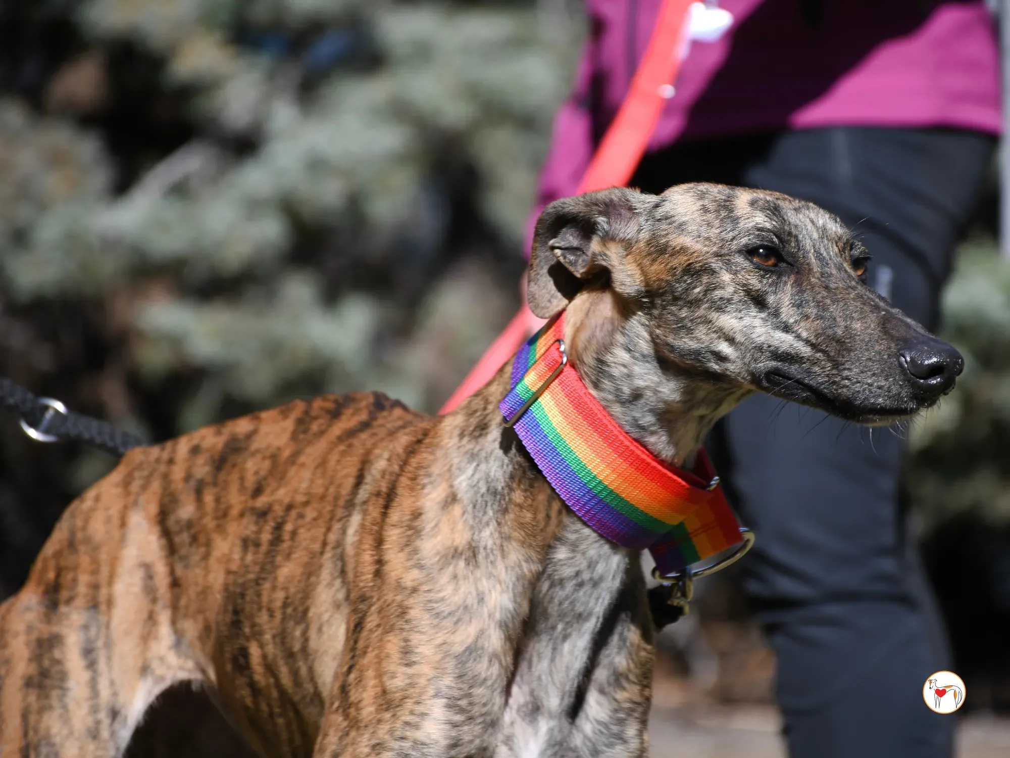 maila galgo adozione 09