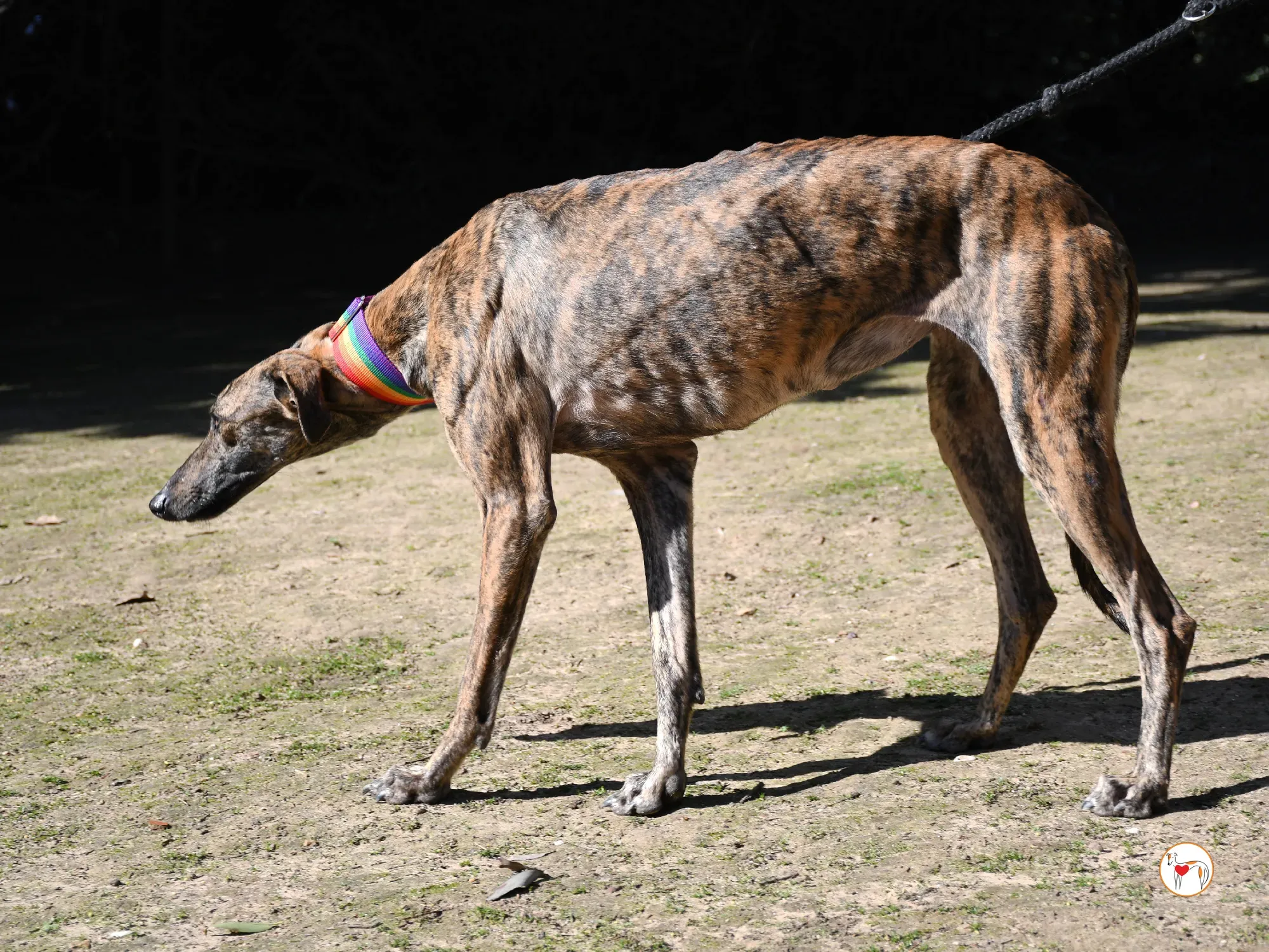 maila galgo adozione 10