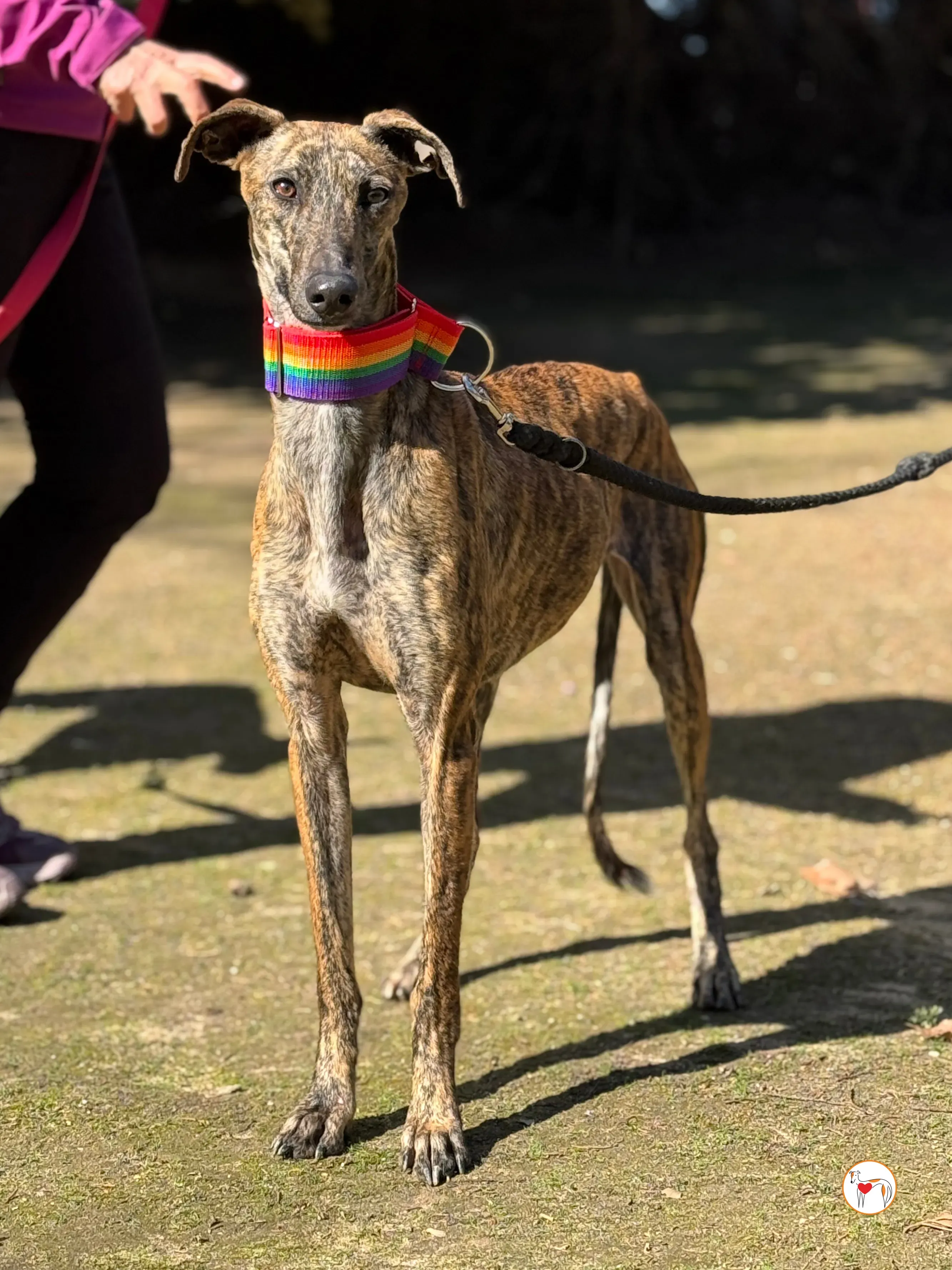 maila galgo adozione 11