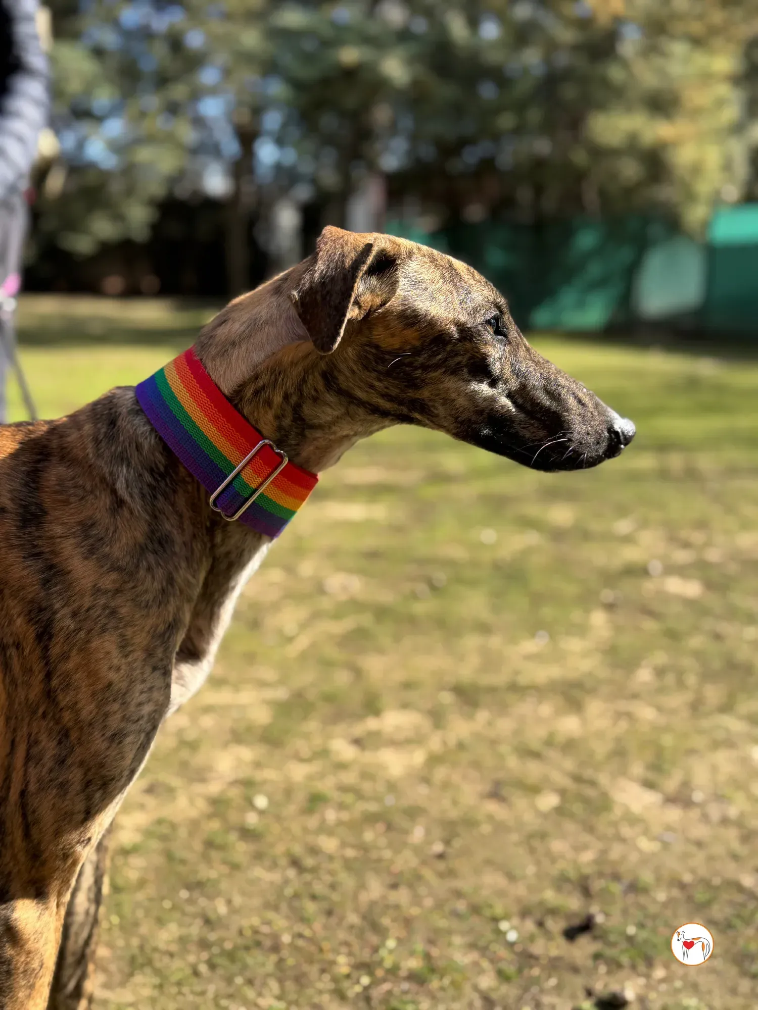 maila galgo adozione 12