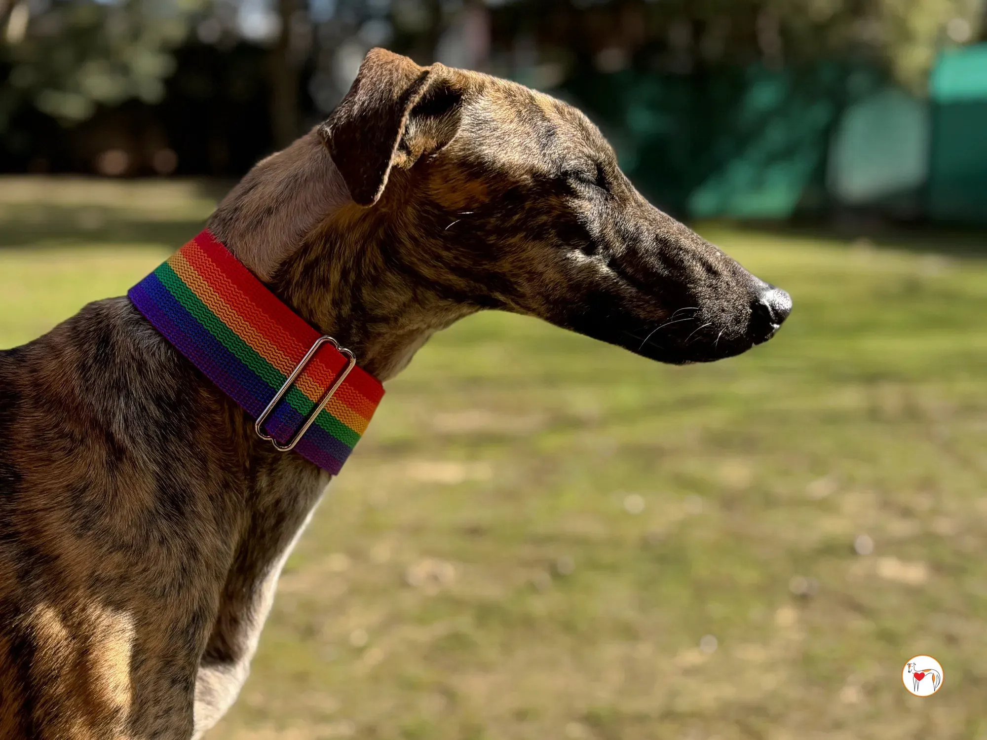 maila galgo adozione 13