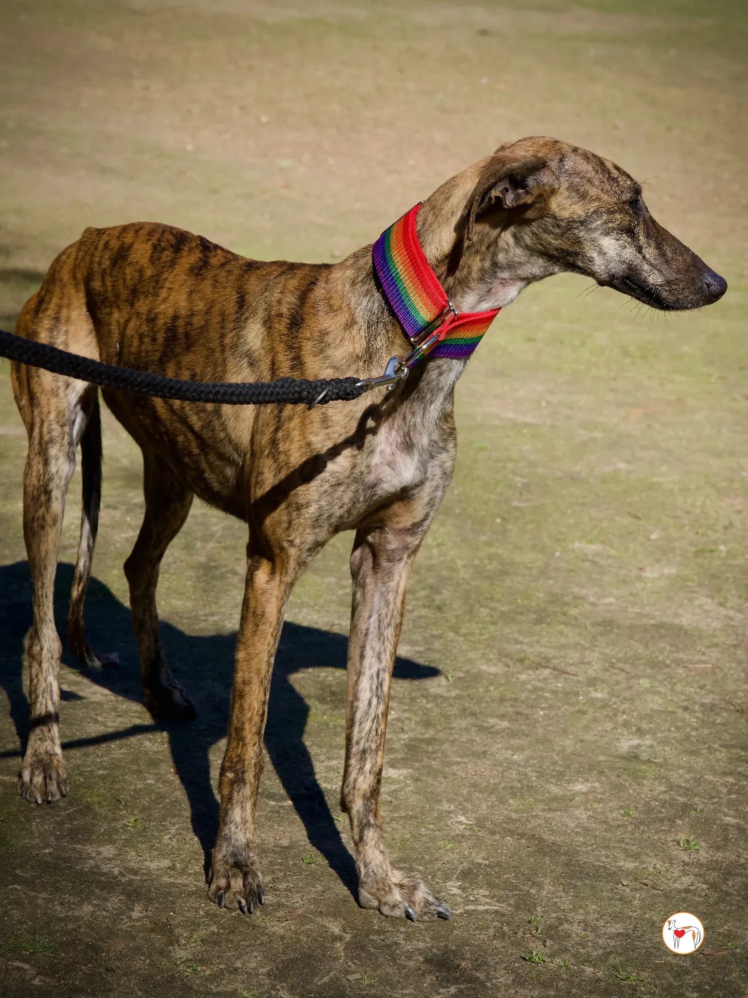 maila galgo adozione 14