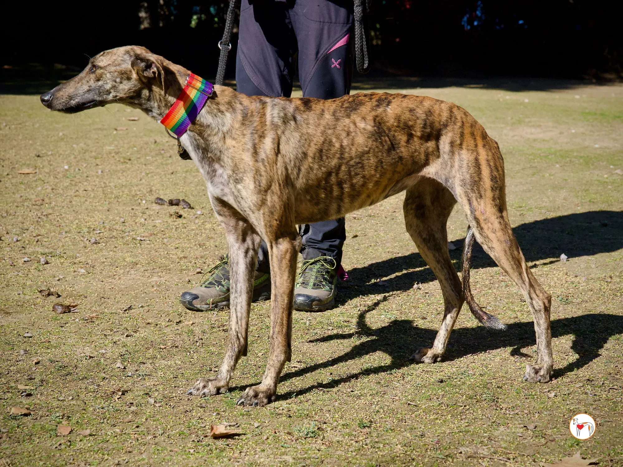 maila galgo adozione 15