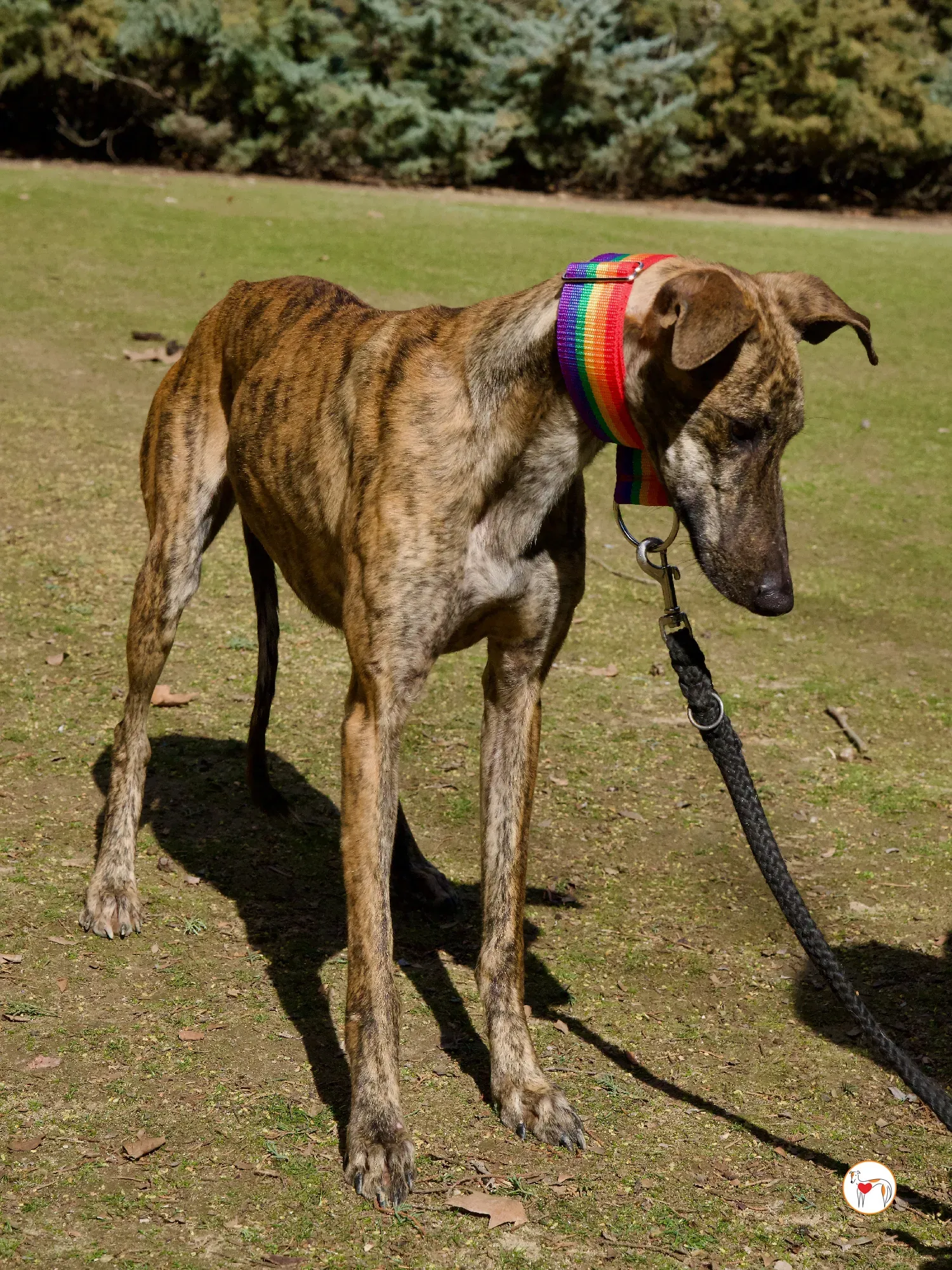 maila galgo adozione 16
