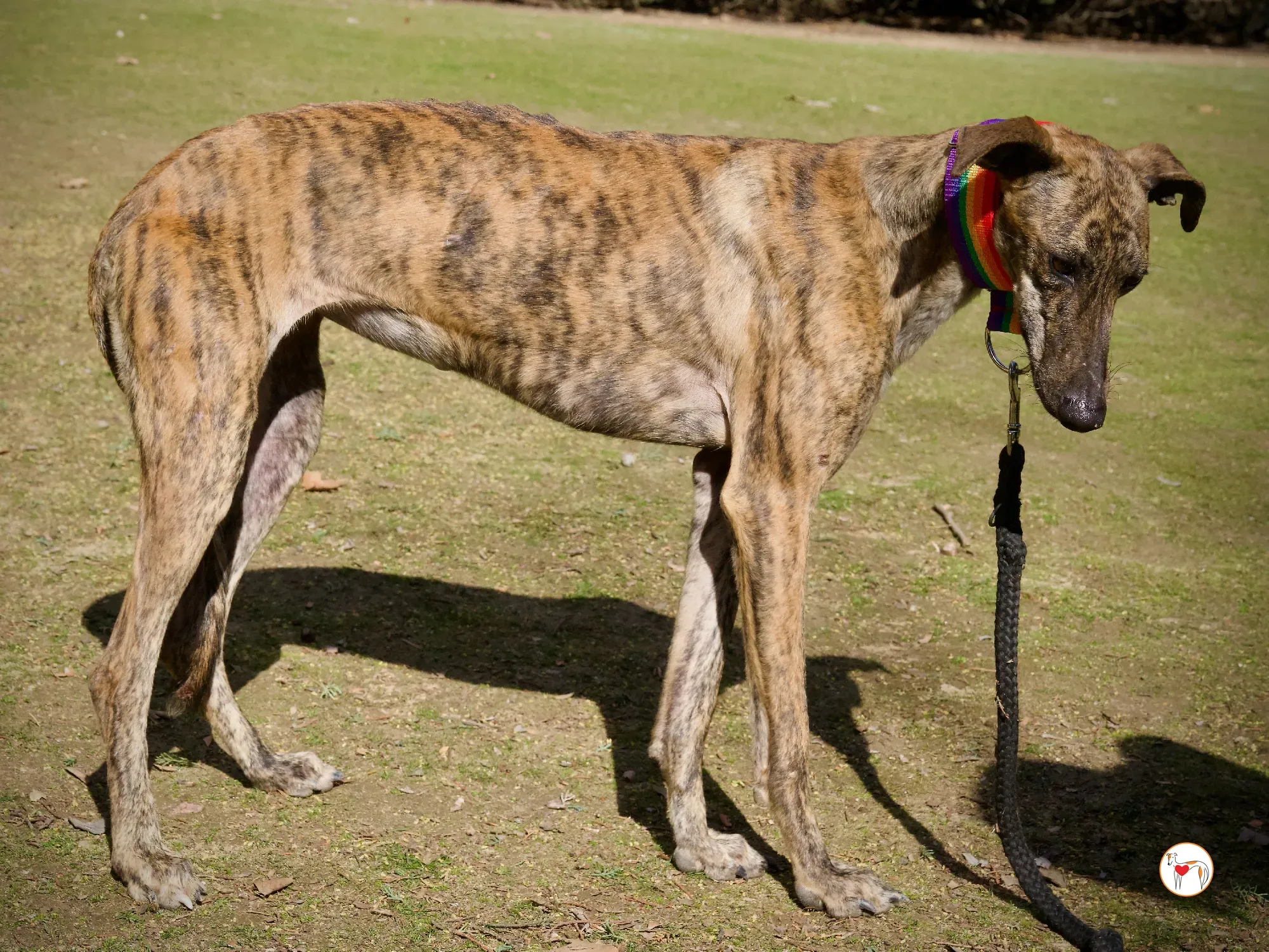 maila galgo adozione 17