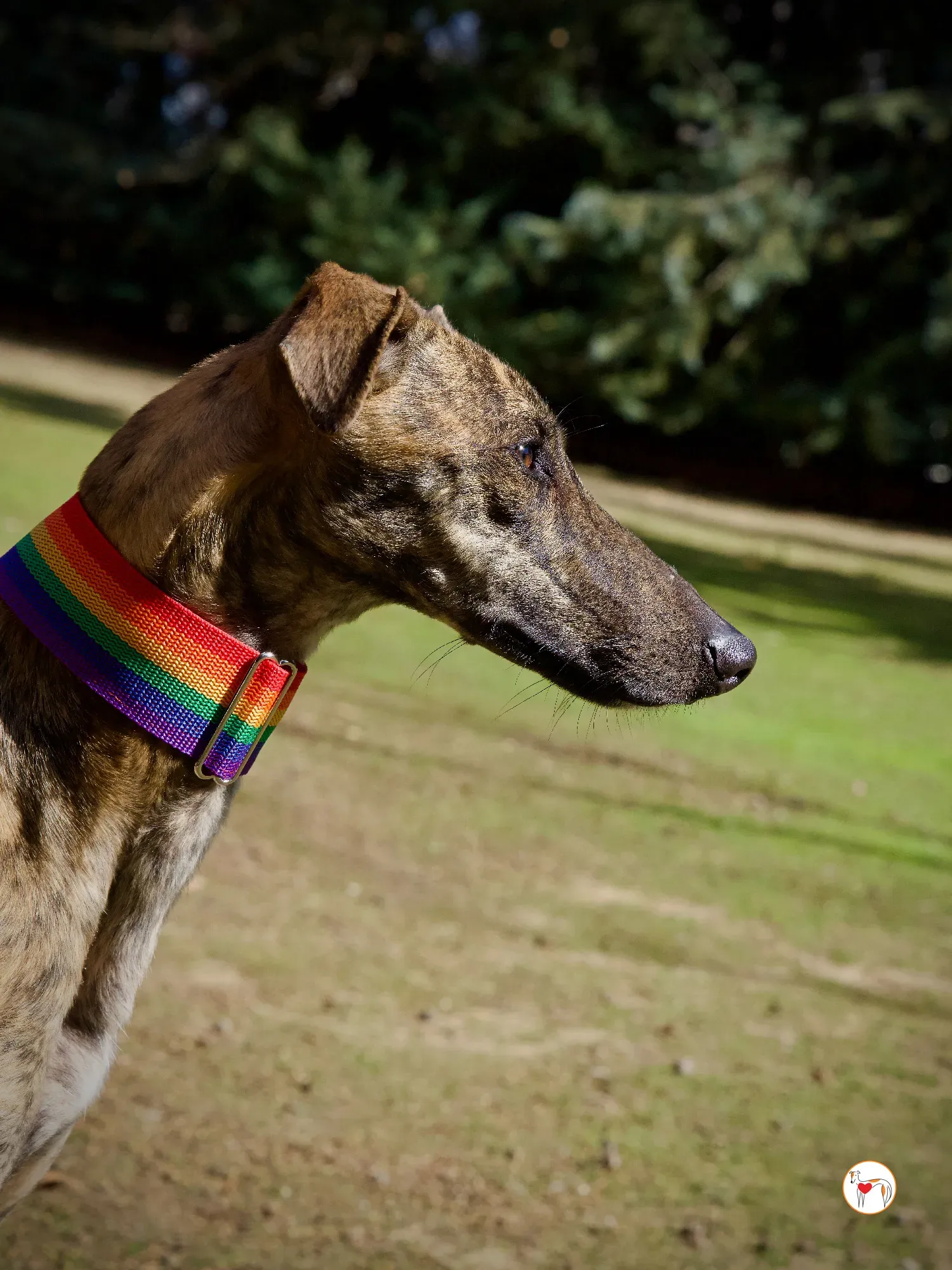 maila galgo adozione 18