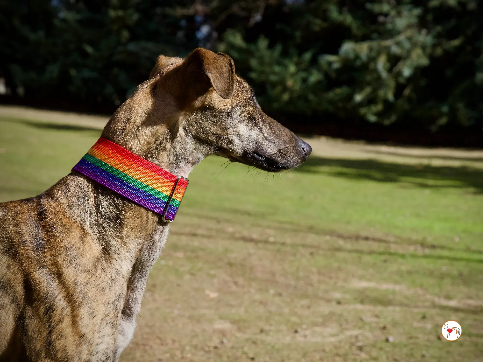 maila galgo adozione 19