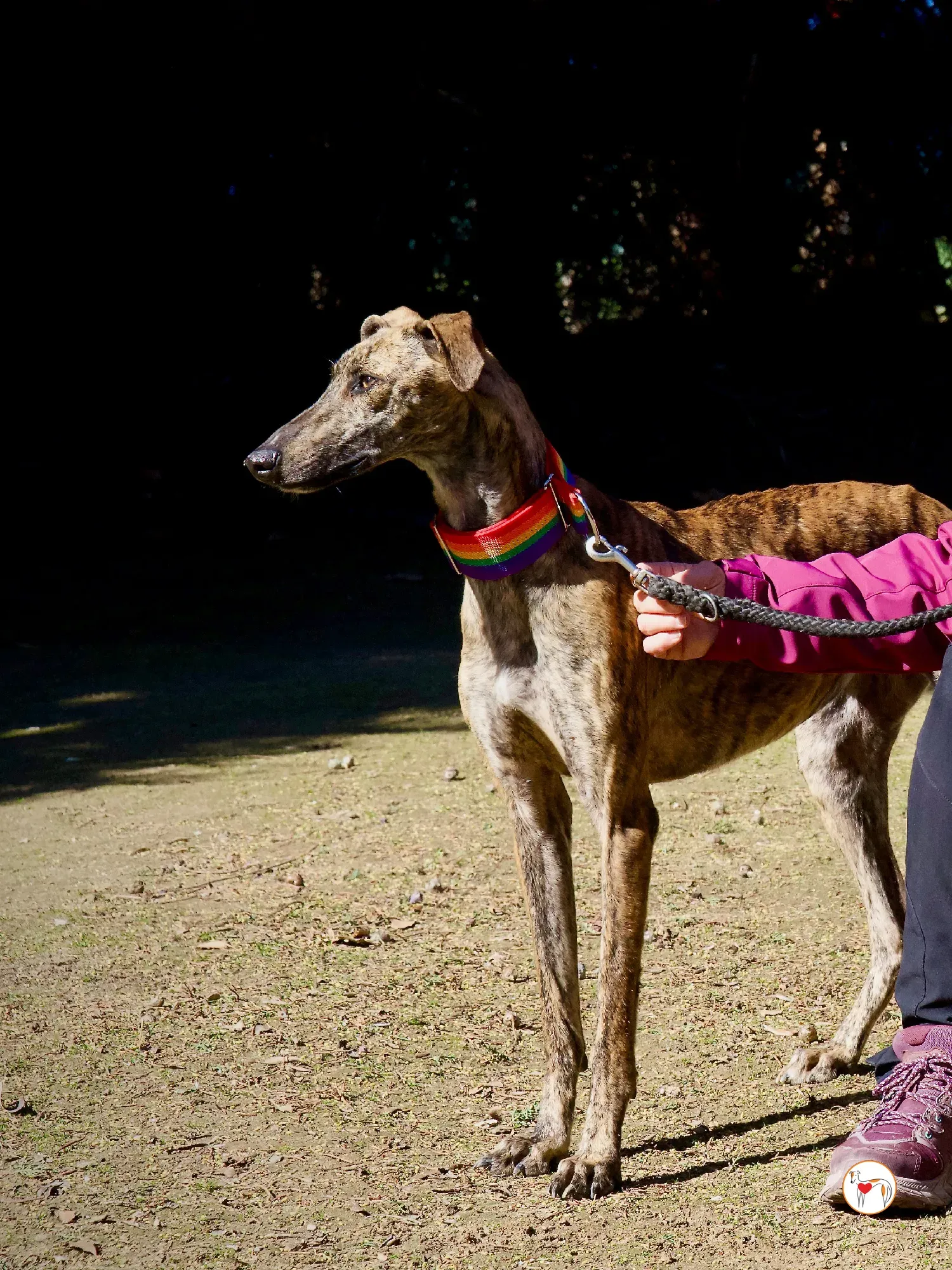 maila galgo adozione 20