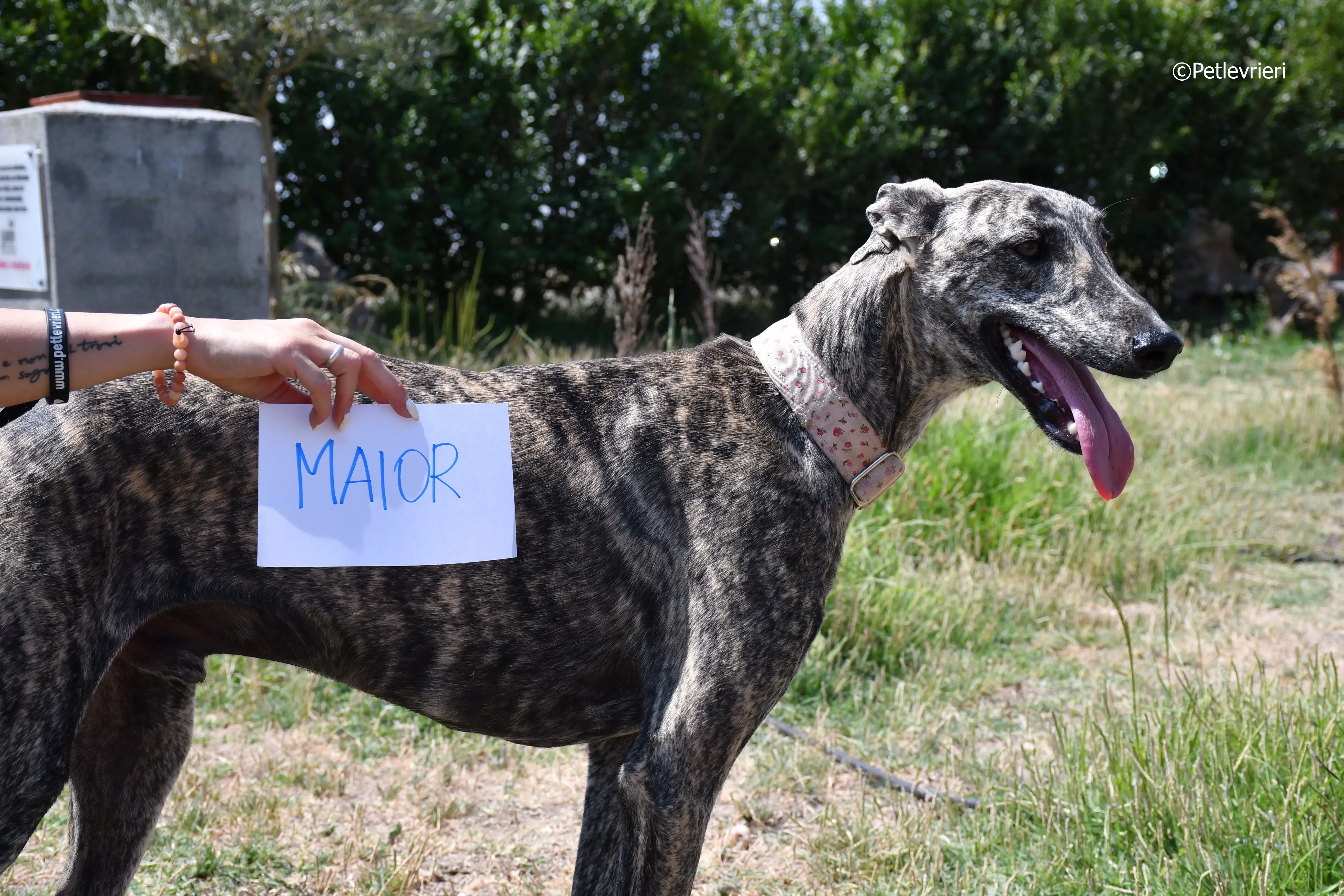 maior adozione levrieri galgo 1