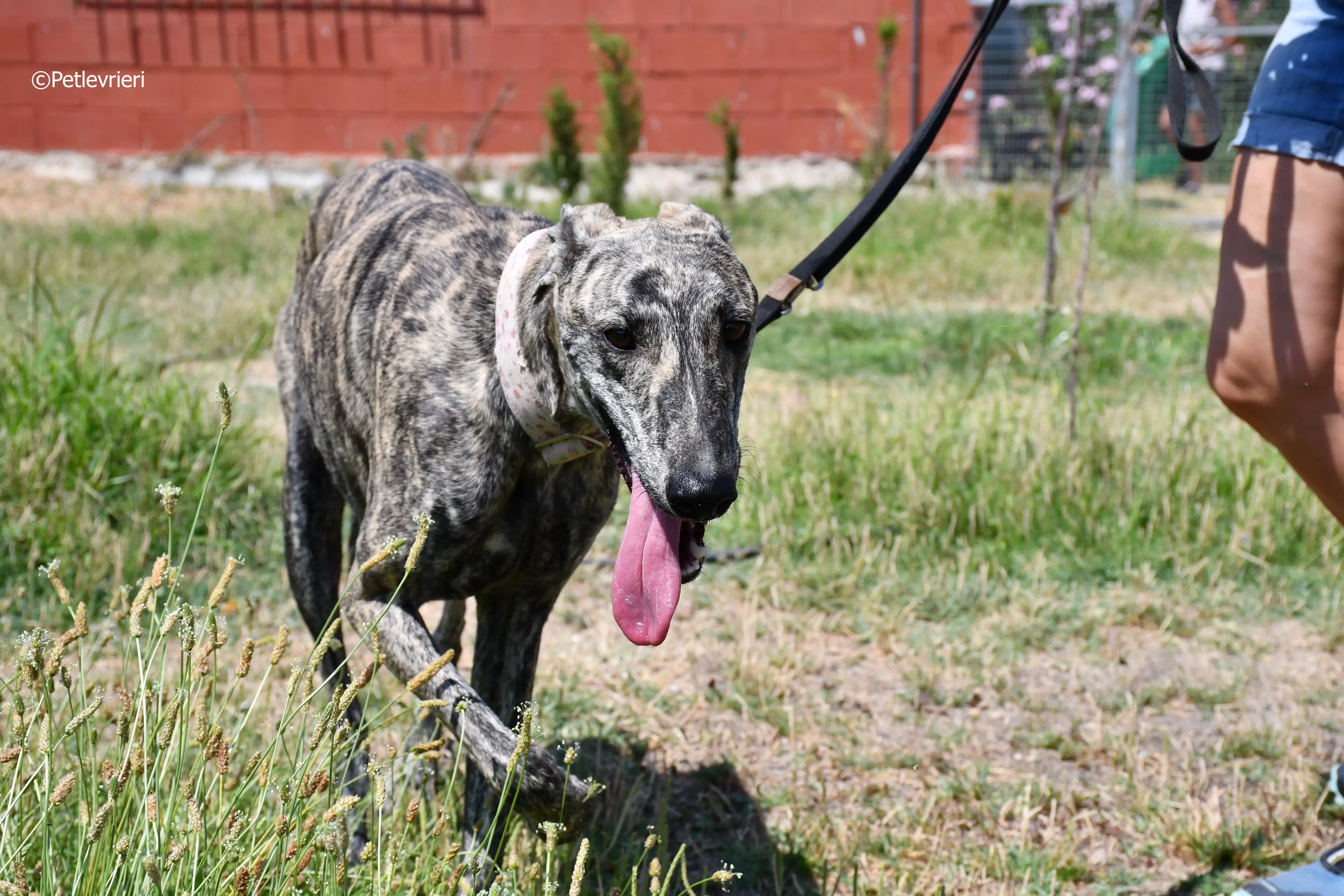 maior adozione levrieri galgo 10