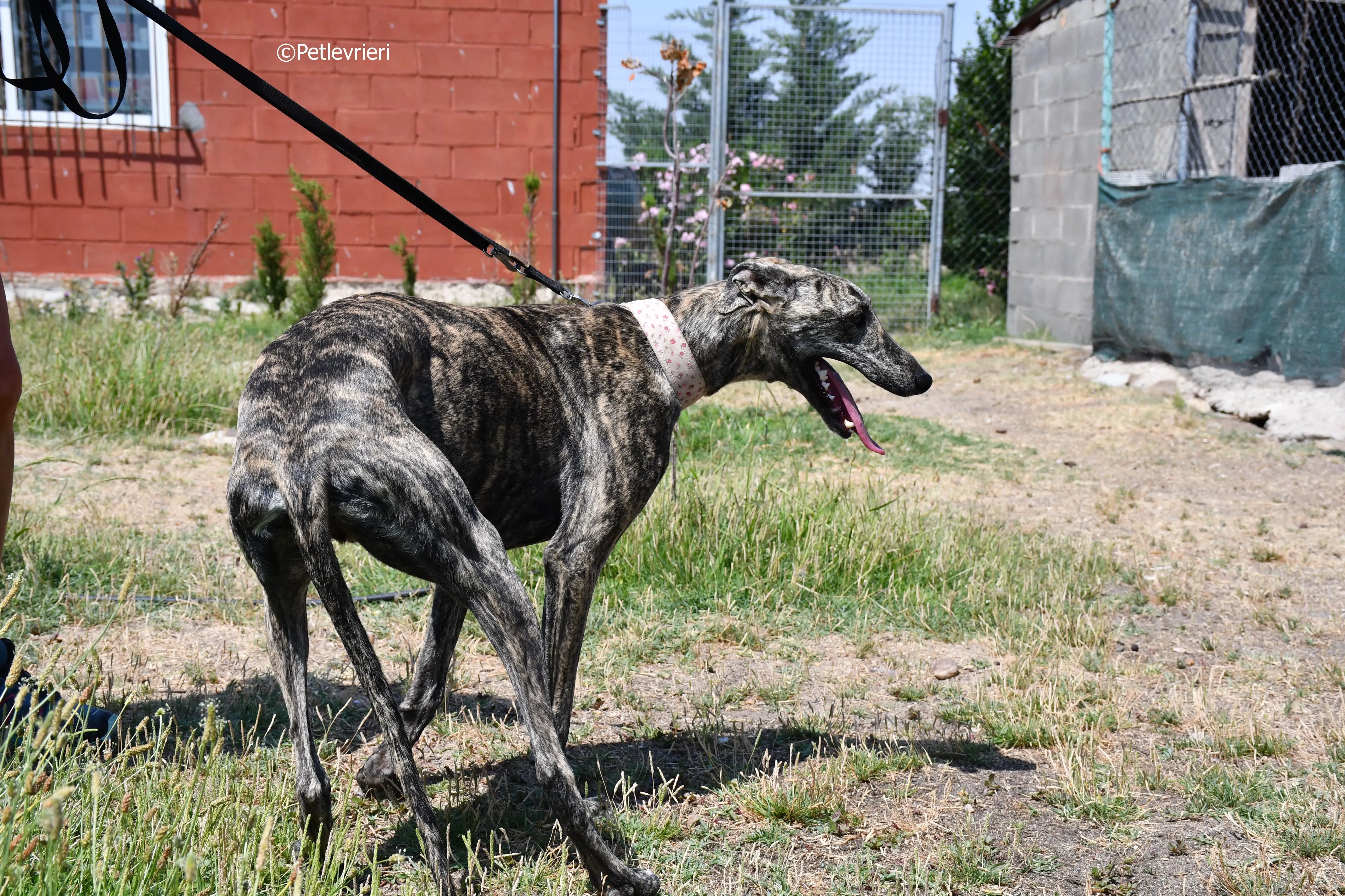 maior adozione levrieri galgo 11