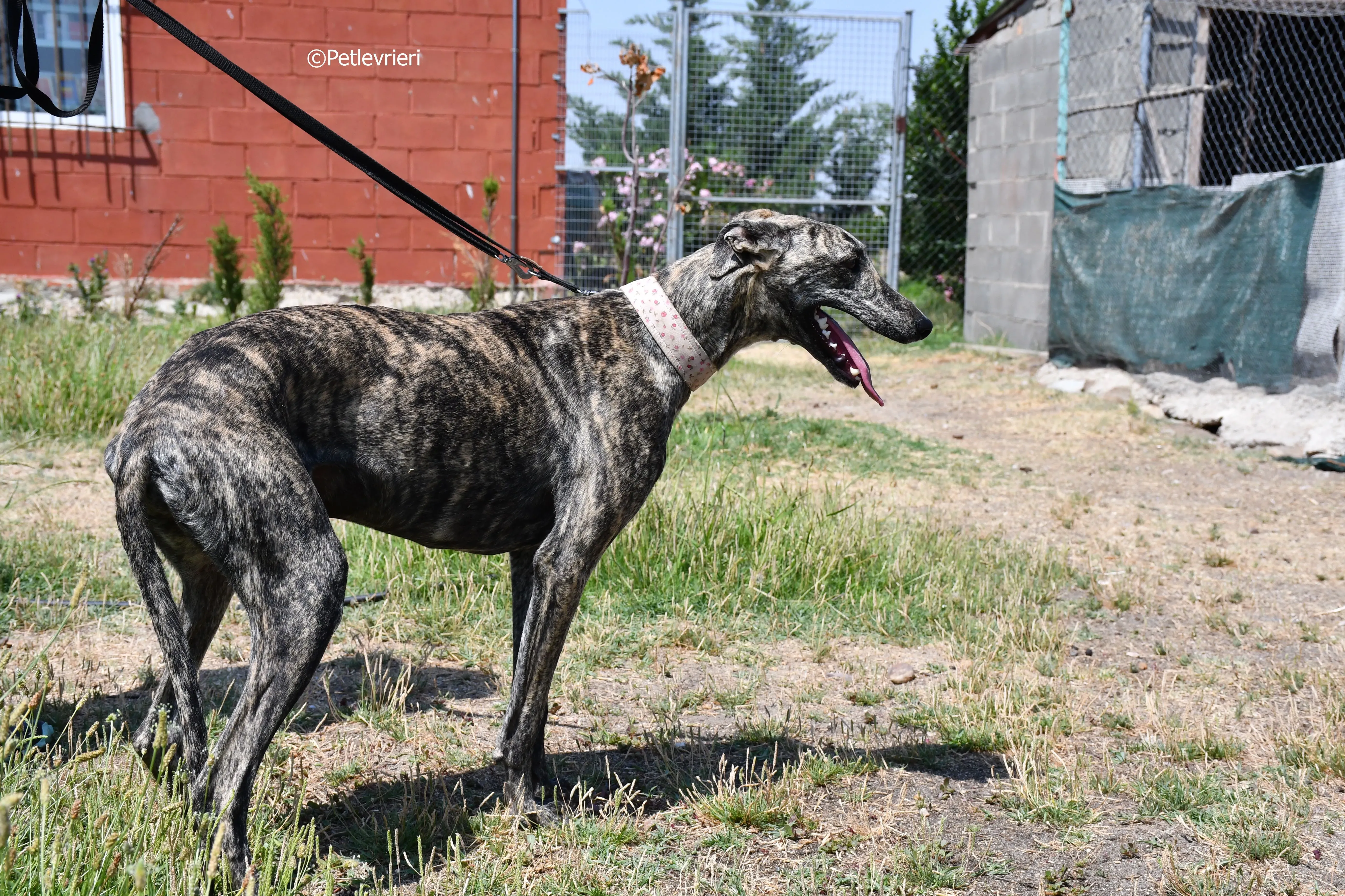 maior adozione levrieri galgo 12