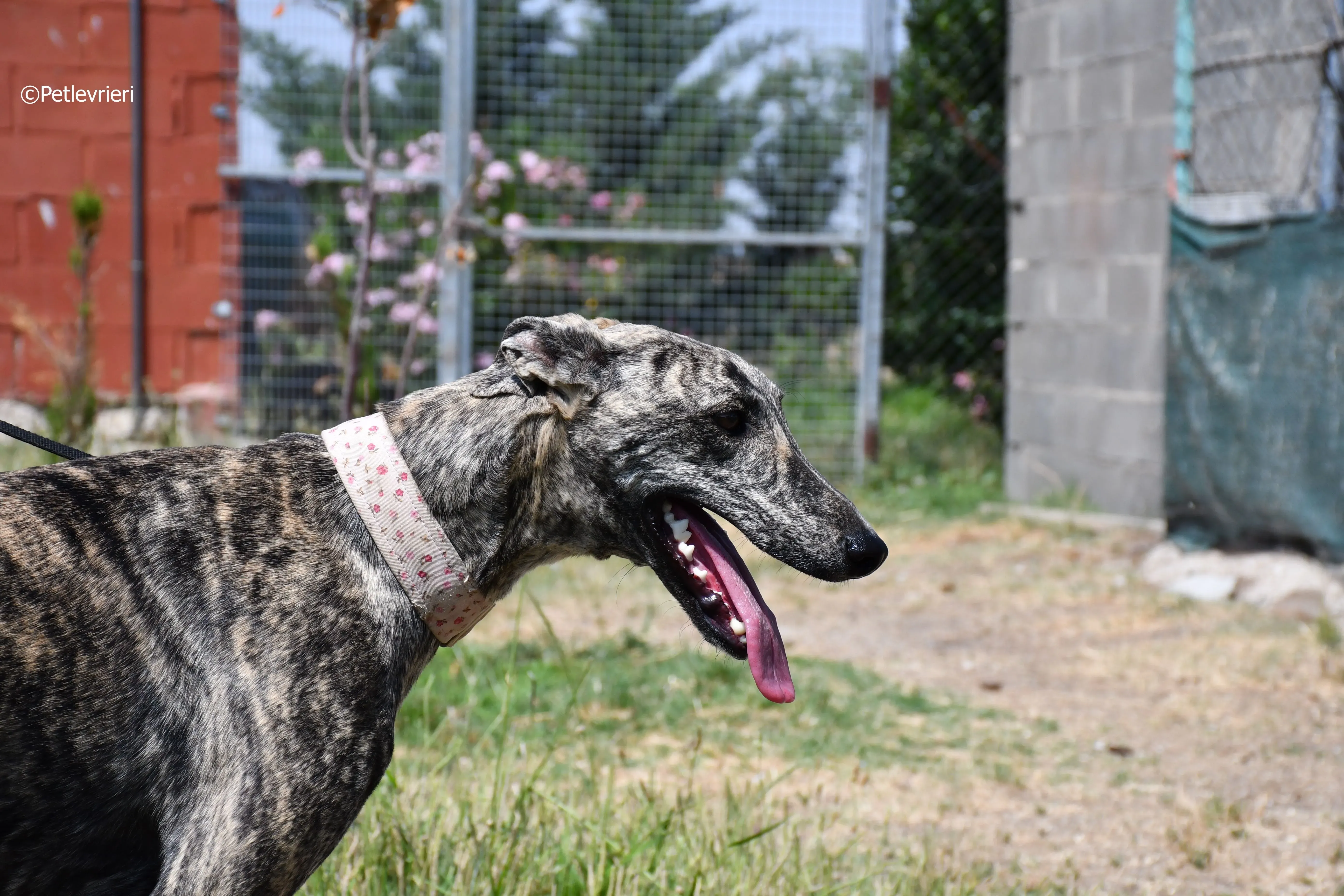 maior adozione levrieri galgo 13