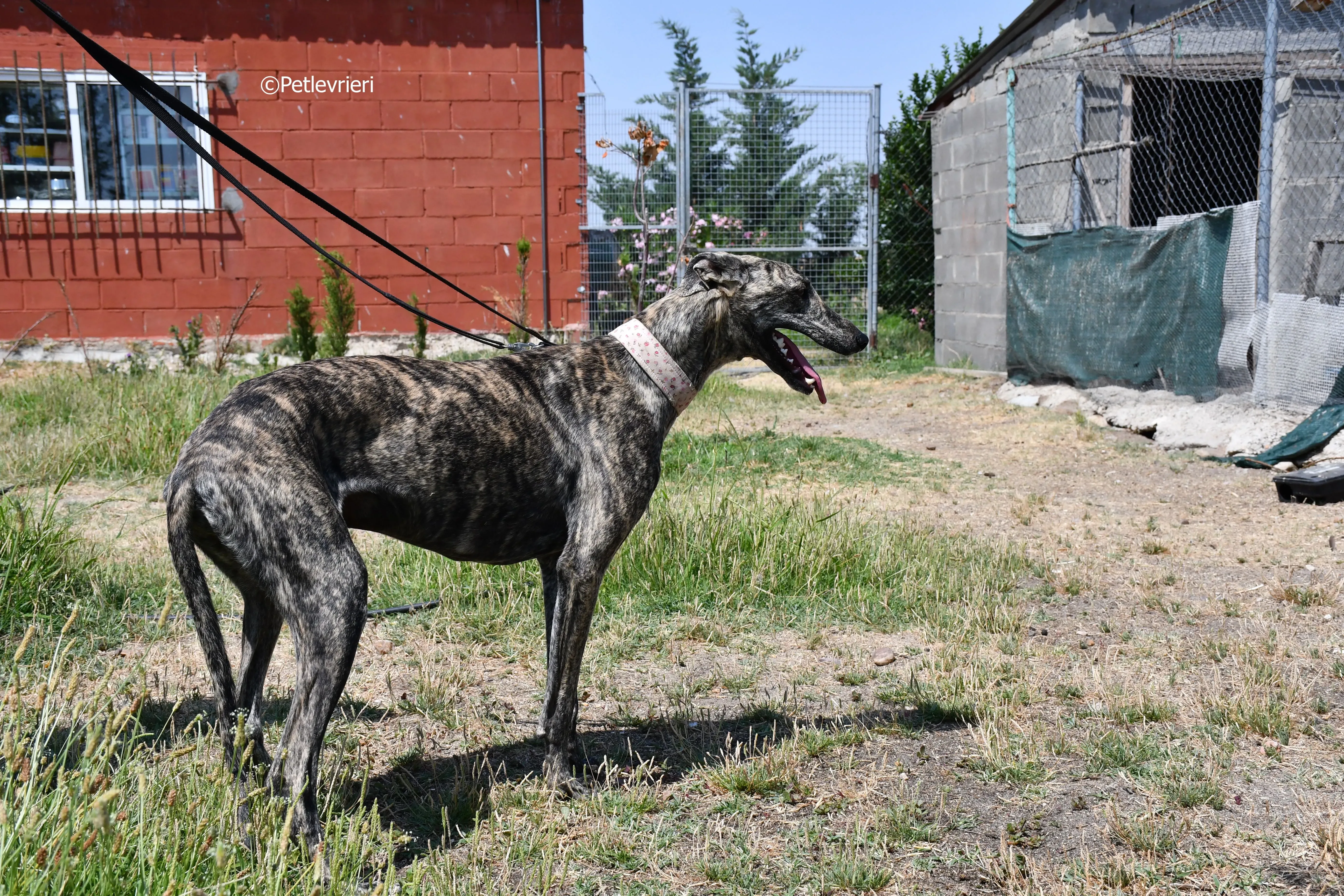 maior adozione levrieri galgo 14