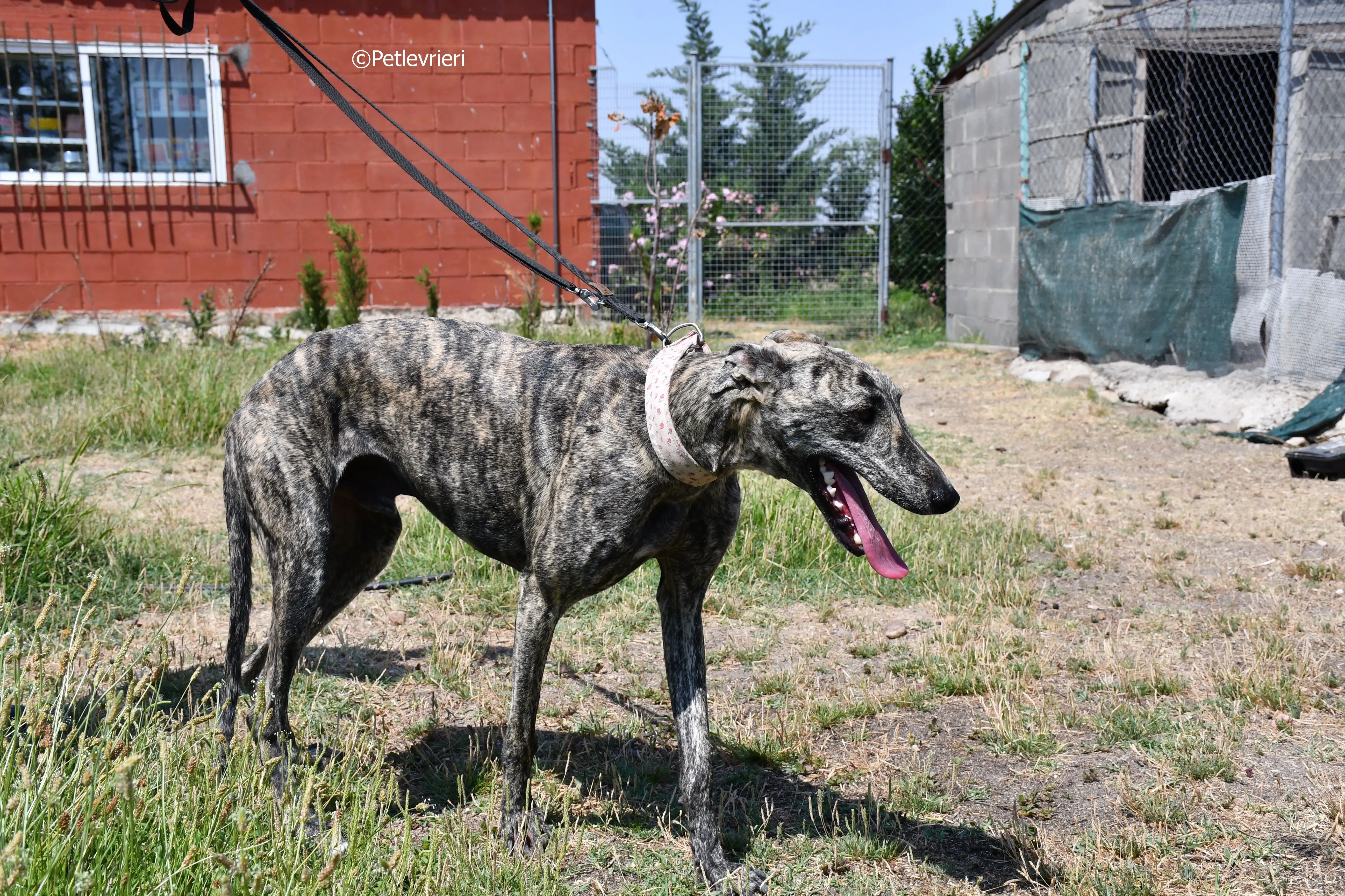 maior adozione levrieri galgo 15