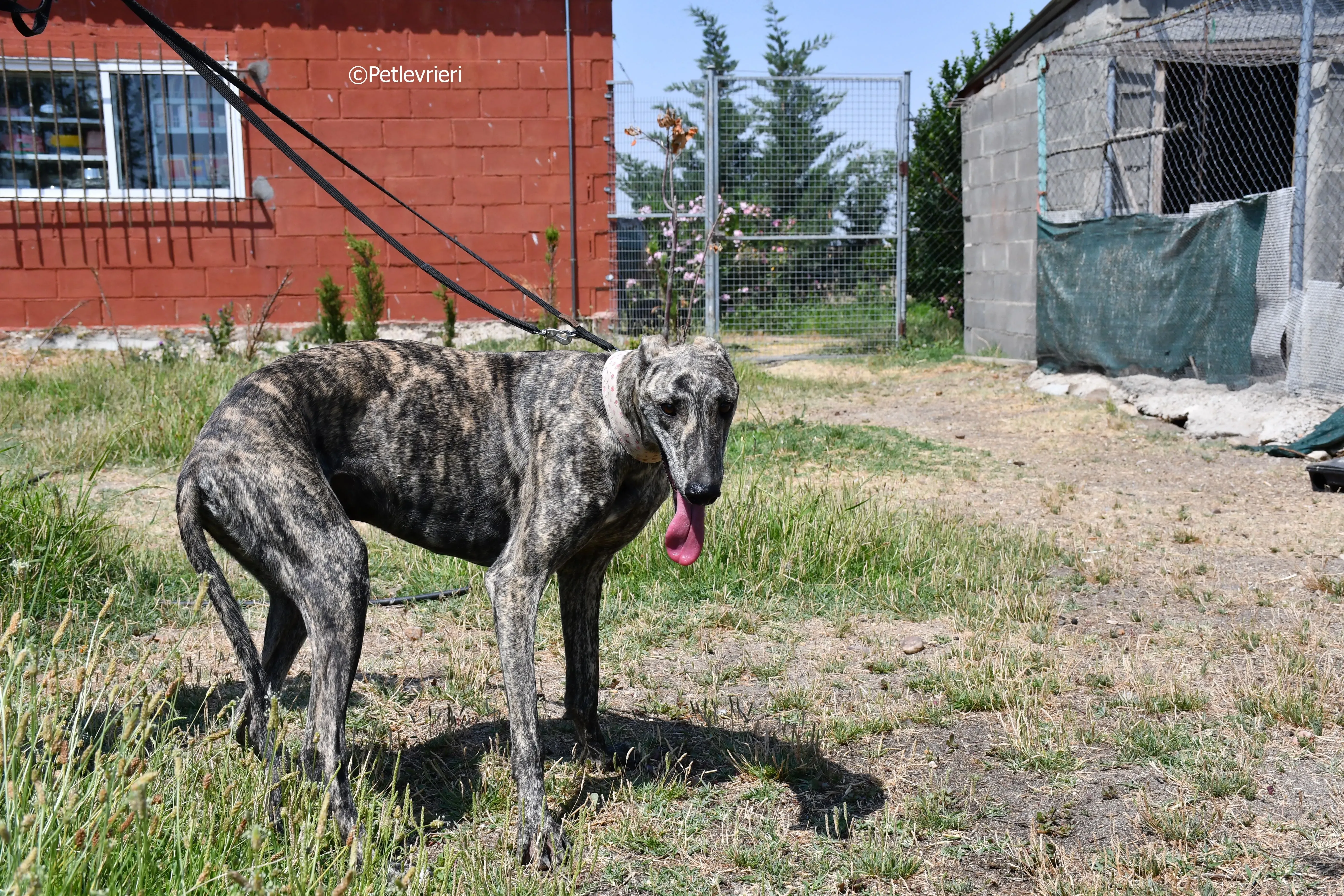 maior adozione levrieri galgo 16