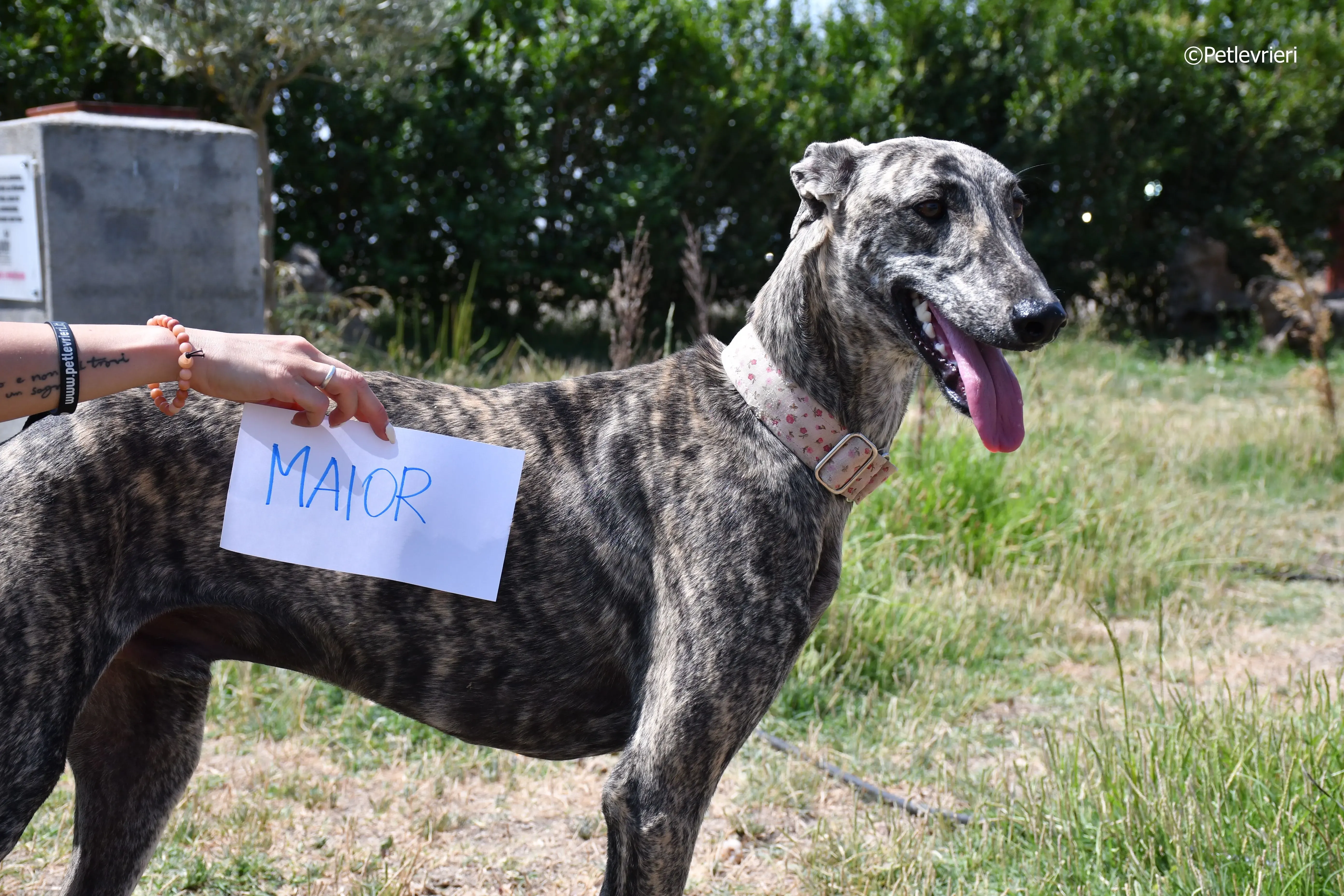 maior adozione levrieri galgo 2