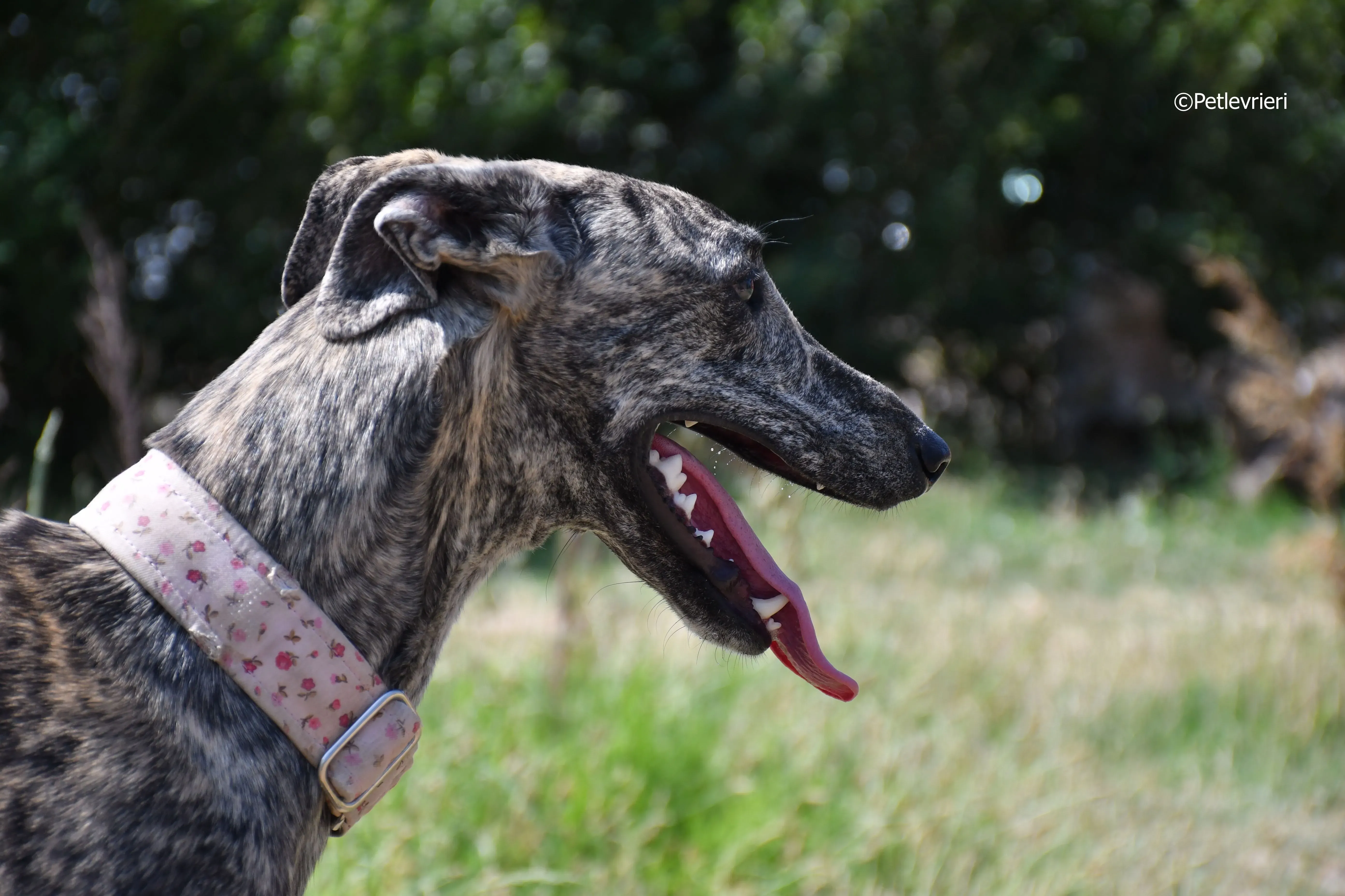 maior adozione levrieri galgo 3