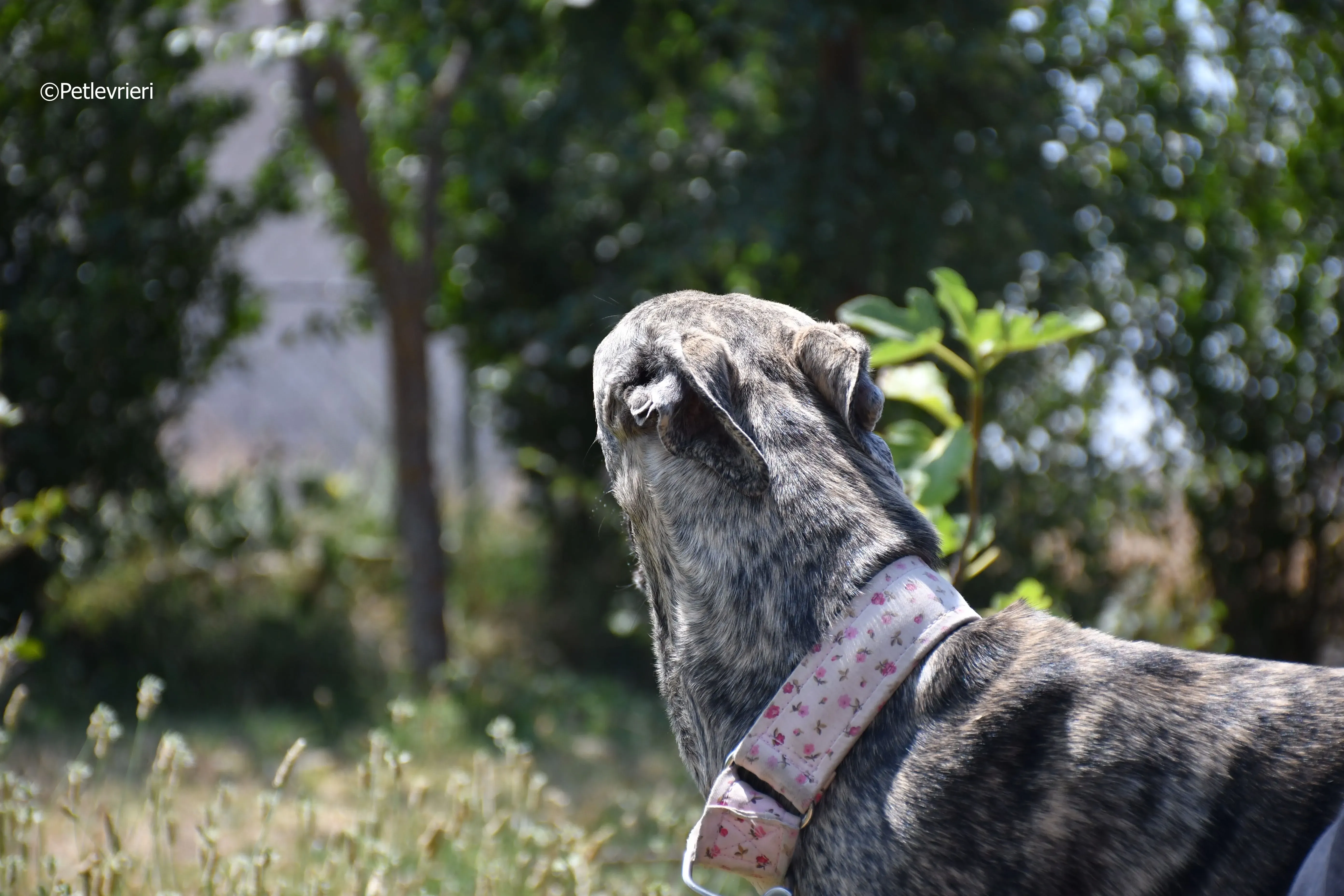 maior adozione levrieri galgo 4