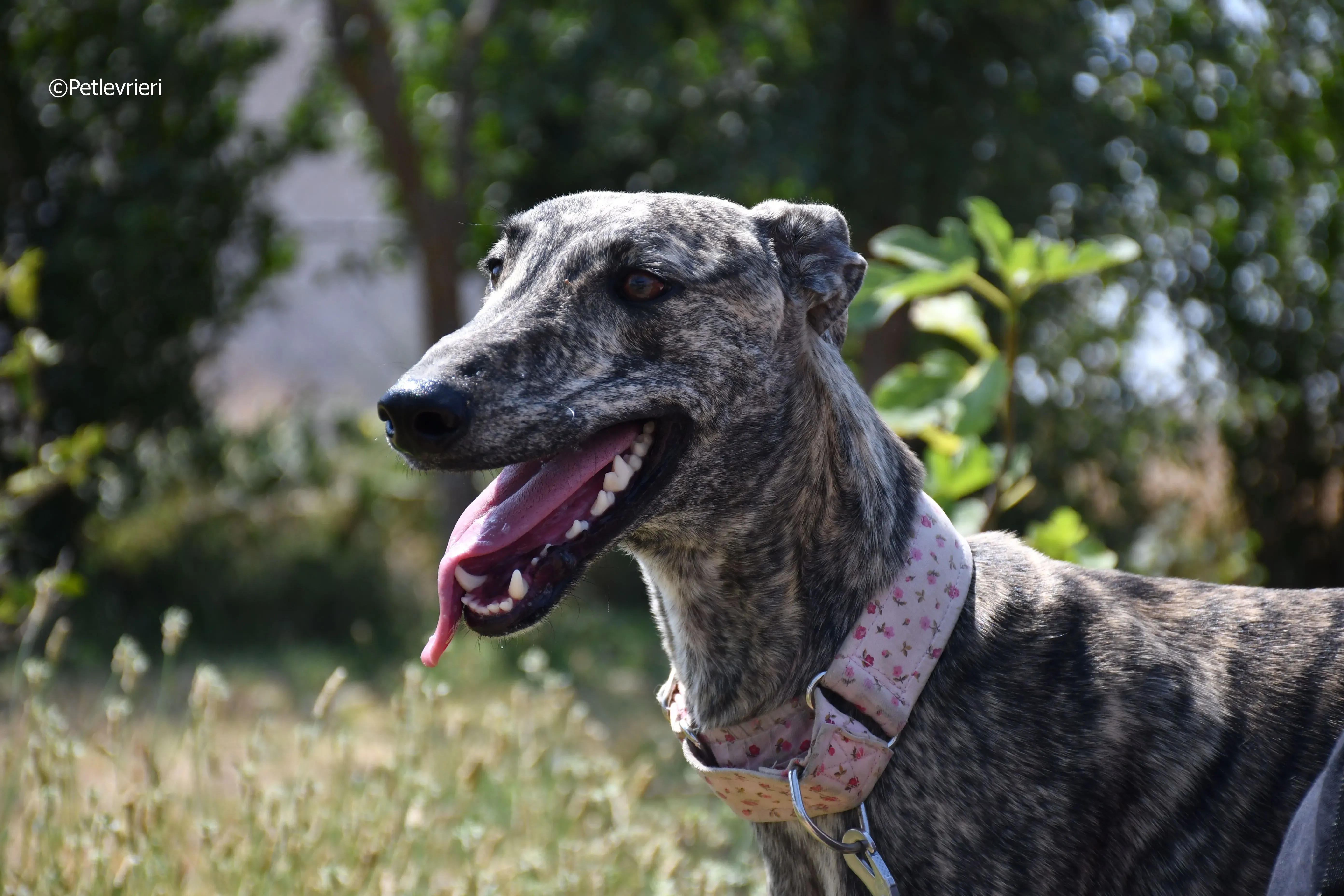 maior adozione levrieri galgo 5