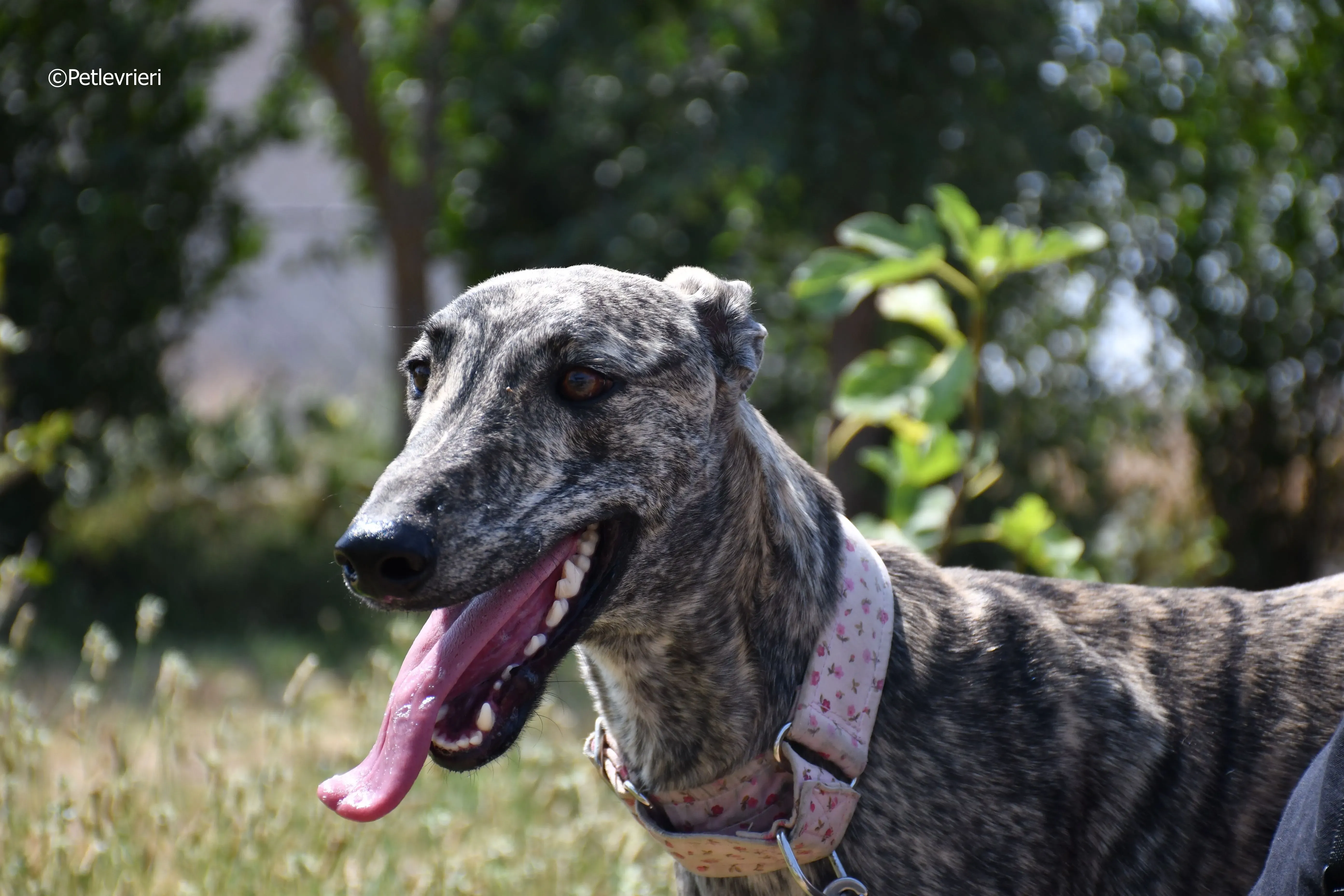 maior adozione levrieri galgo 6