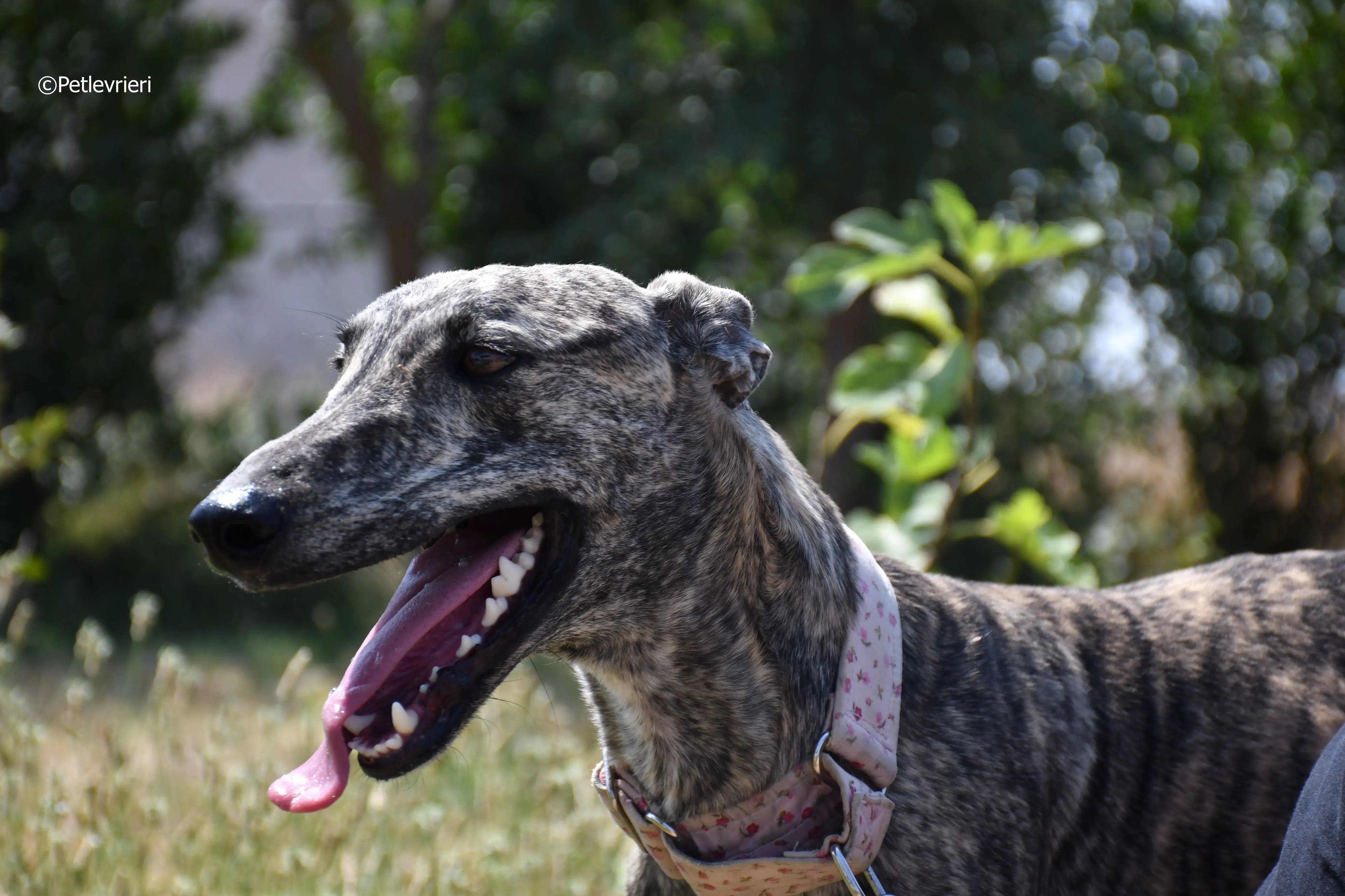 maior adozione levrieri galgo 7