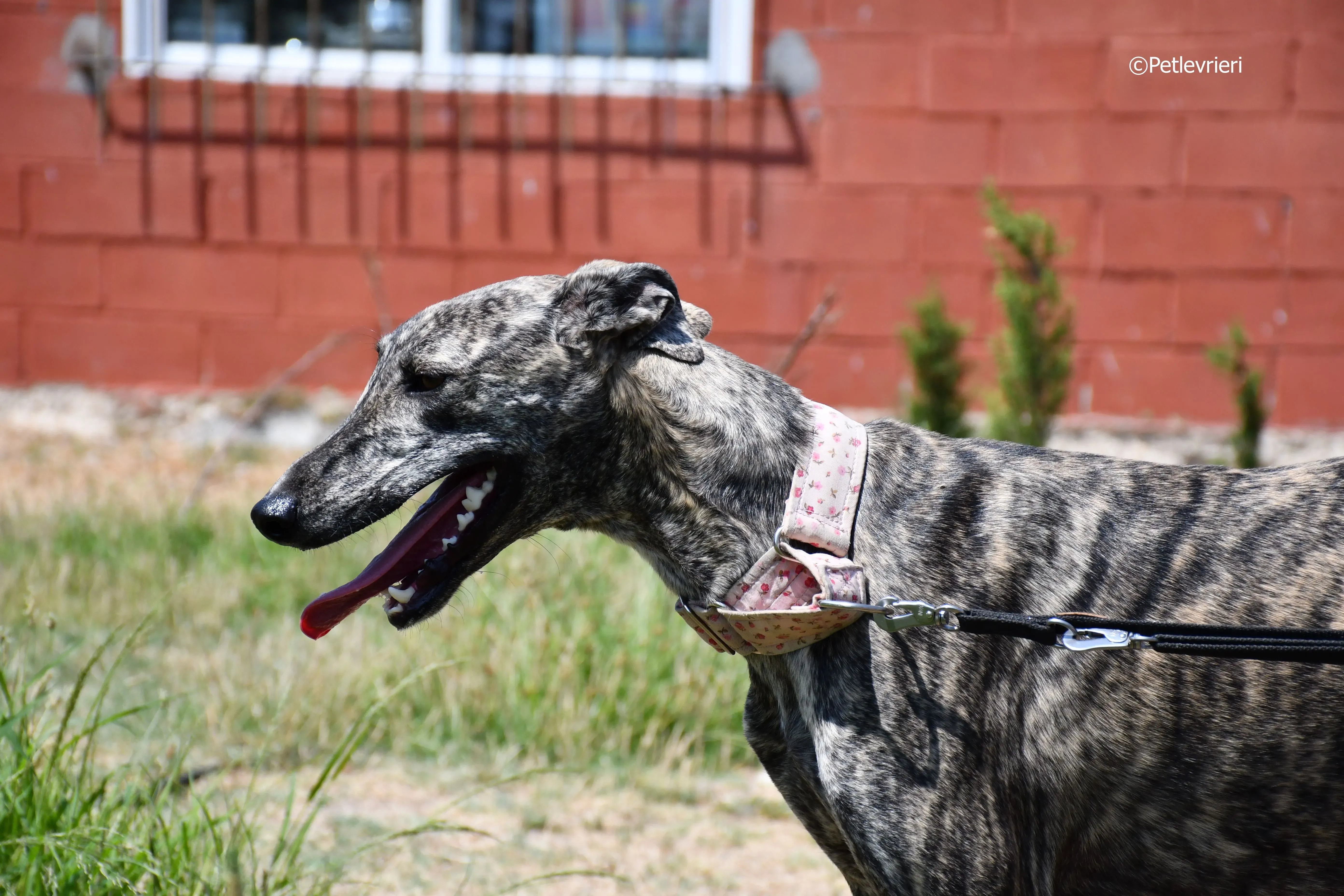 maior adozione levrieri galgo 8