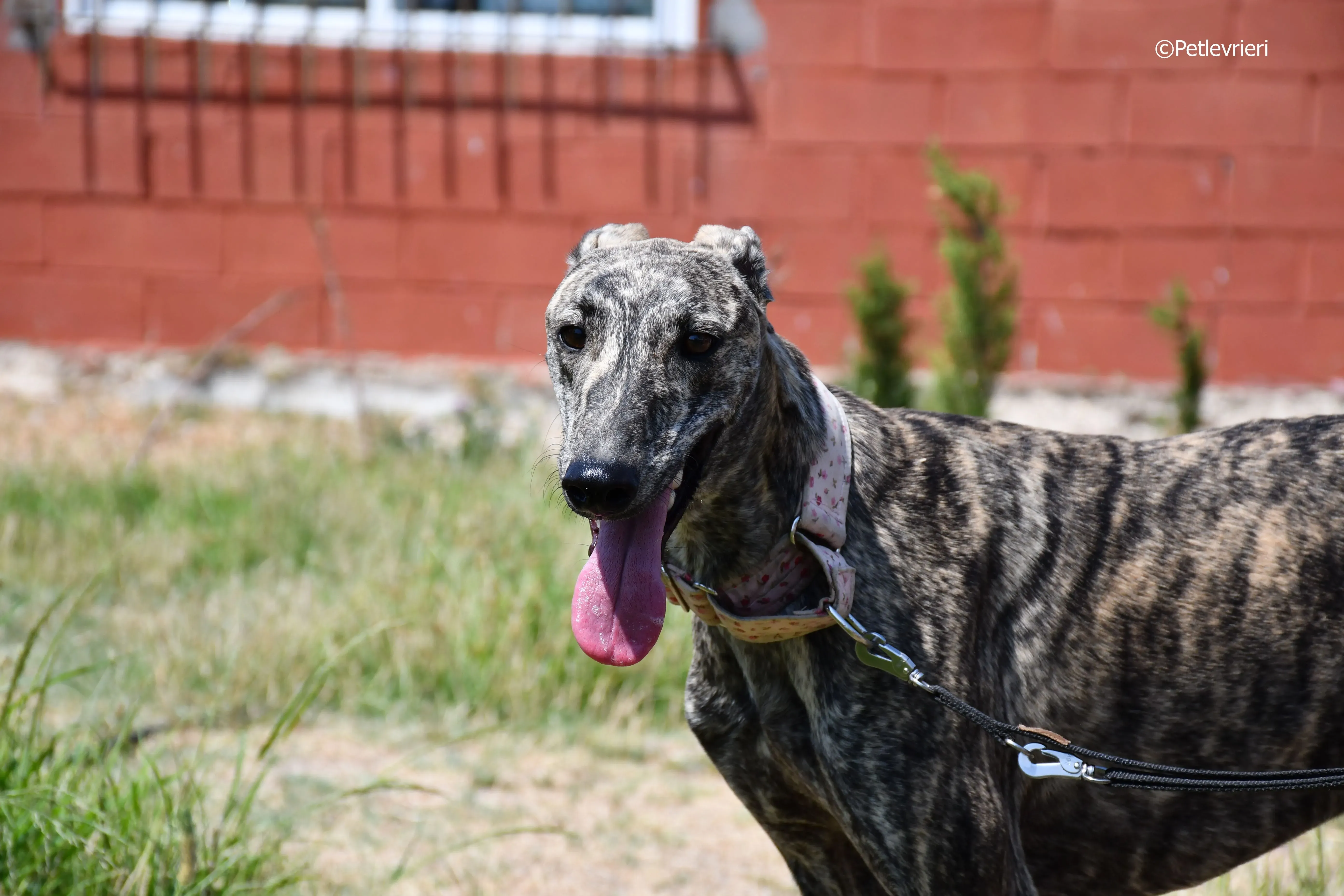 maior adozione levrieri galgo 9