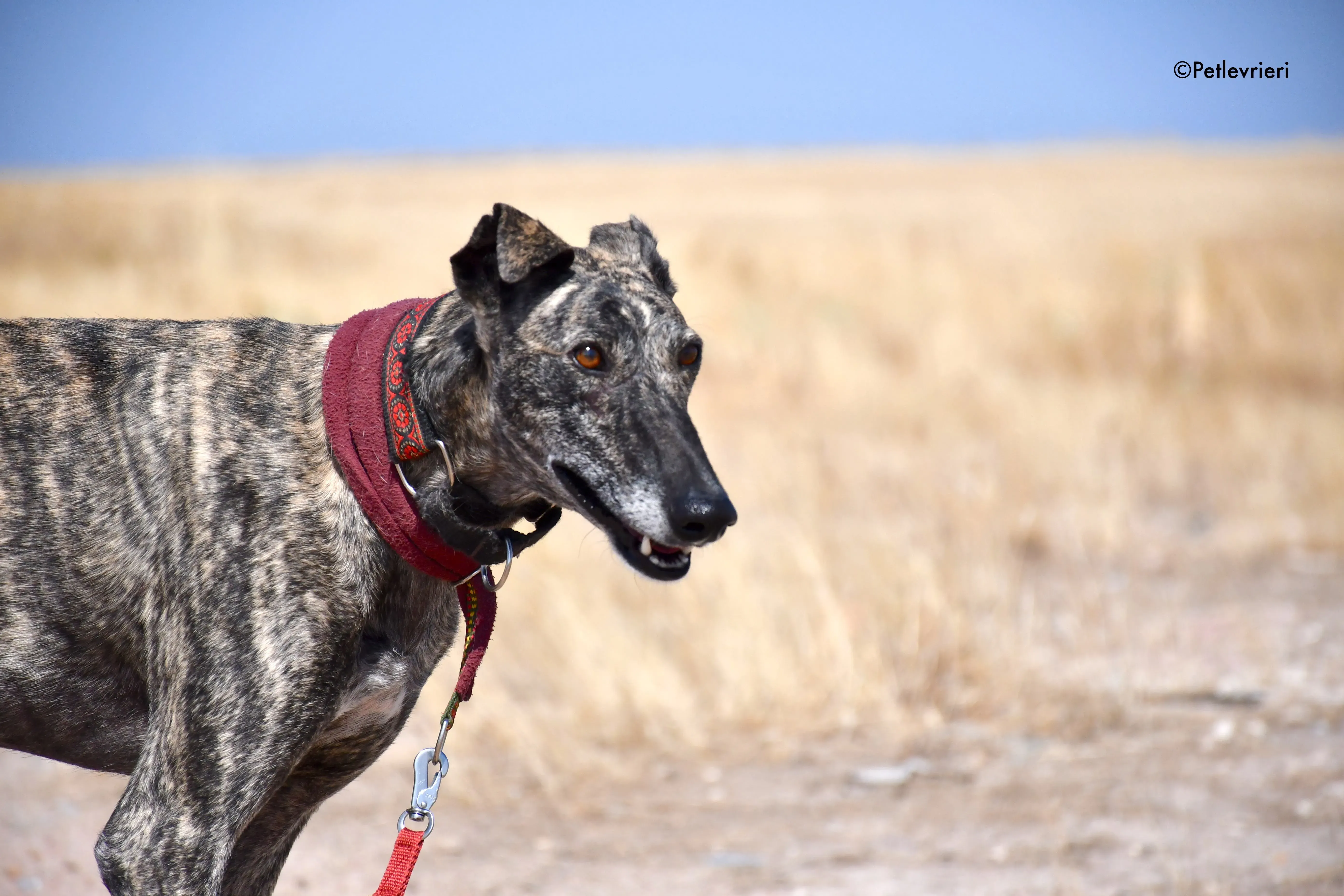 majestad adozione levrieri galgo 1