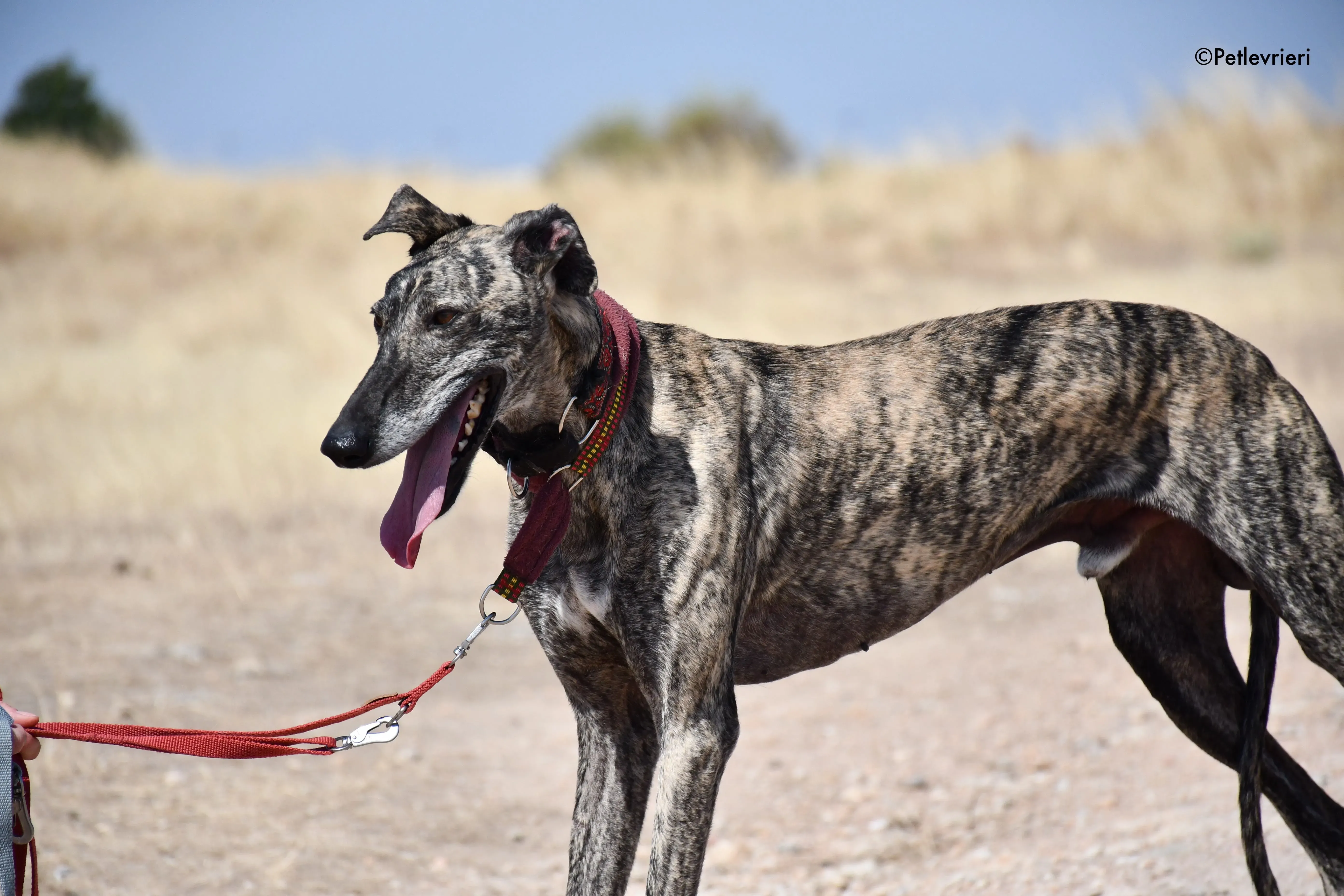 majestad adozione levrieri galgo 10