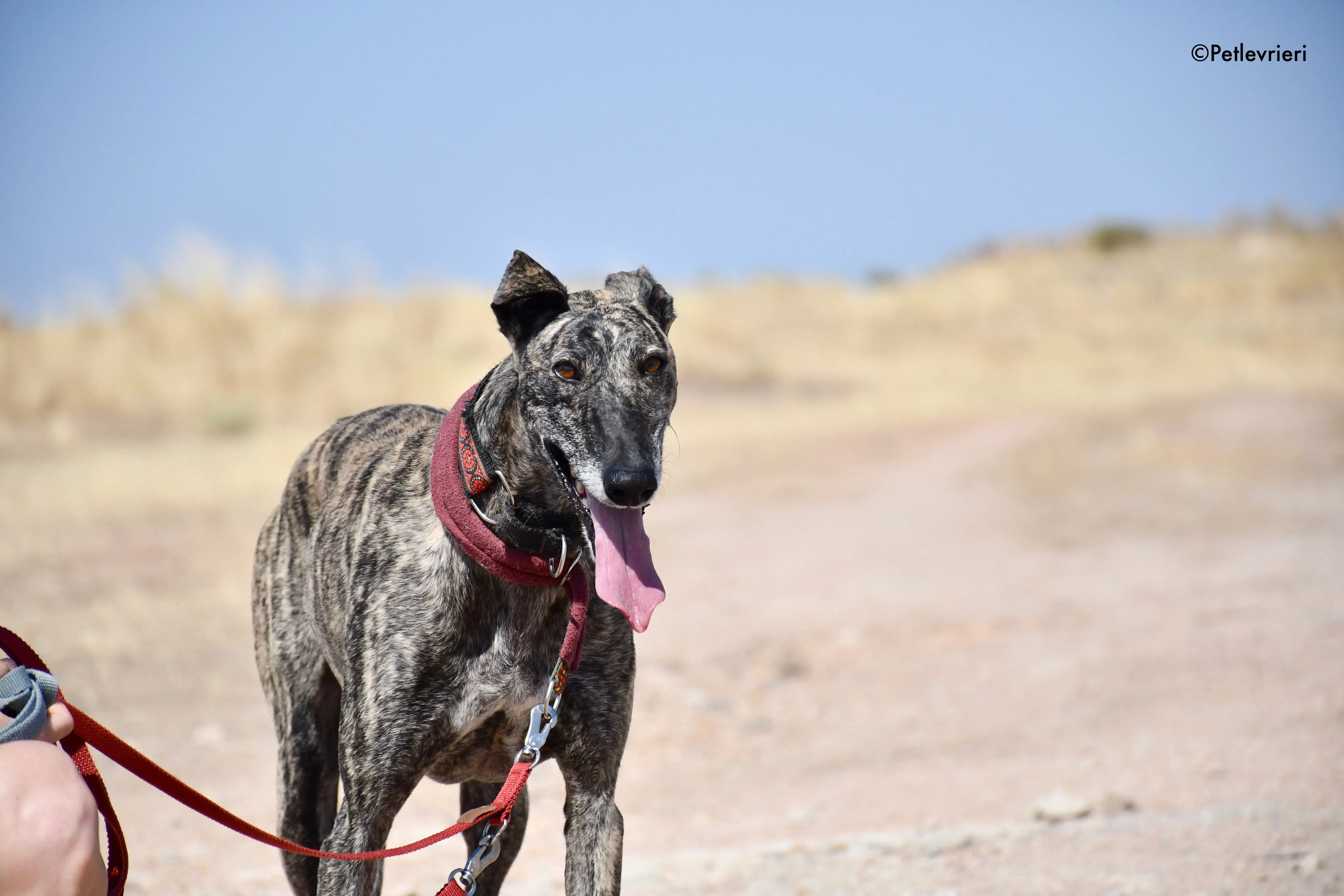 majestad adozione levrieri galgo 11