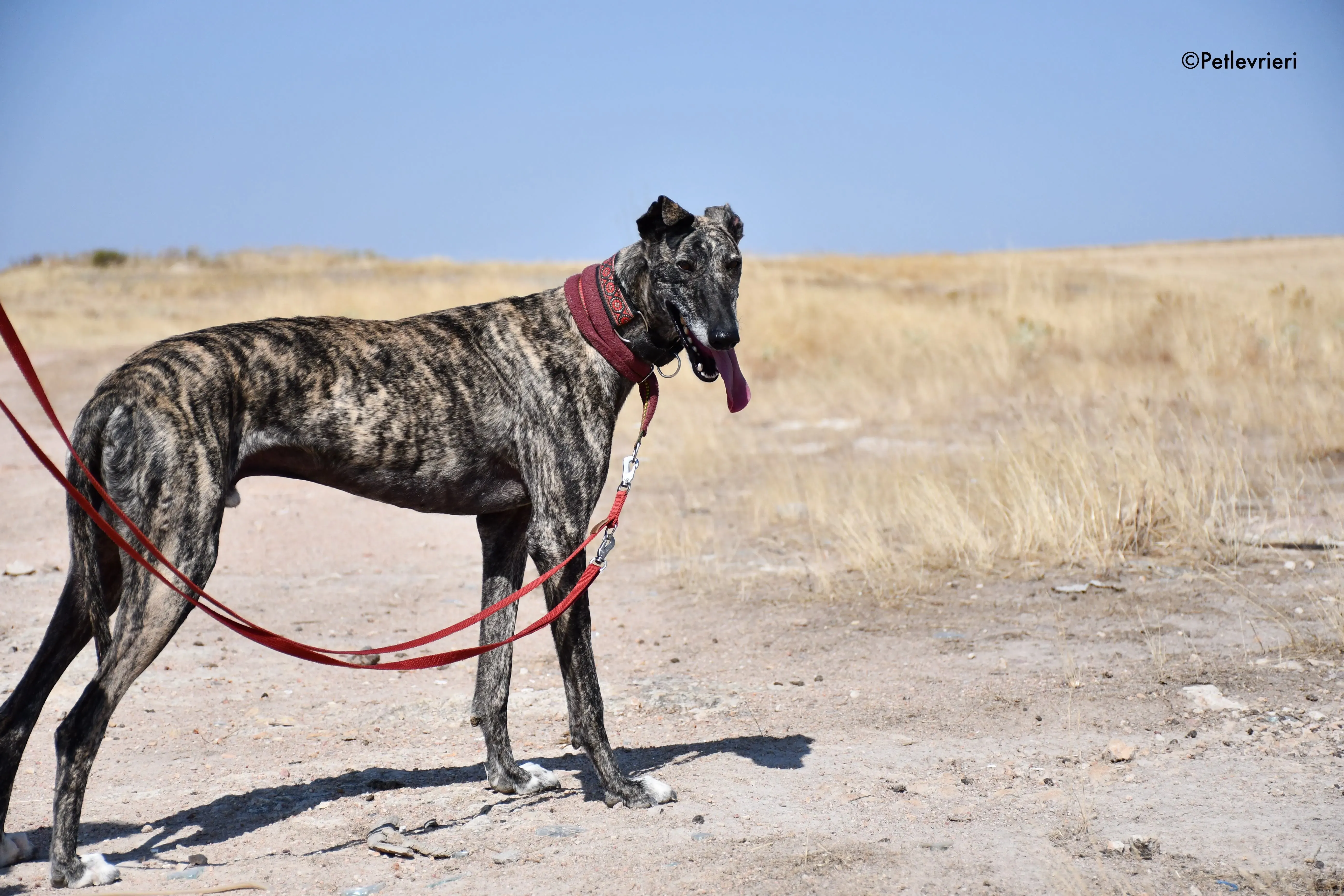 majestad adozione levrieri galgo 2