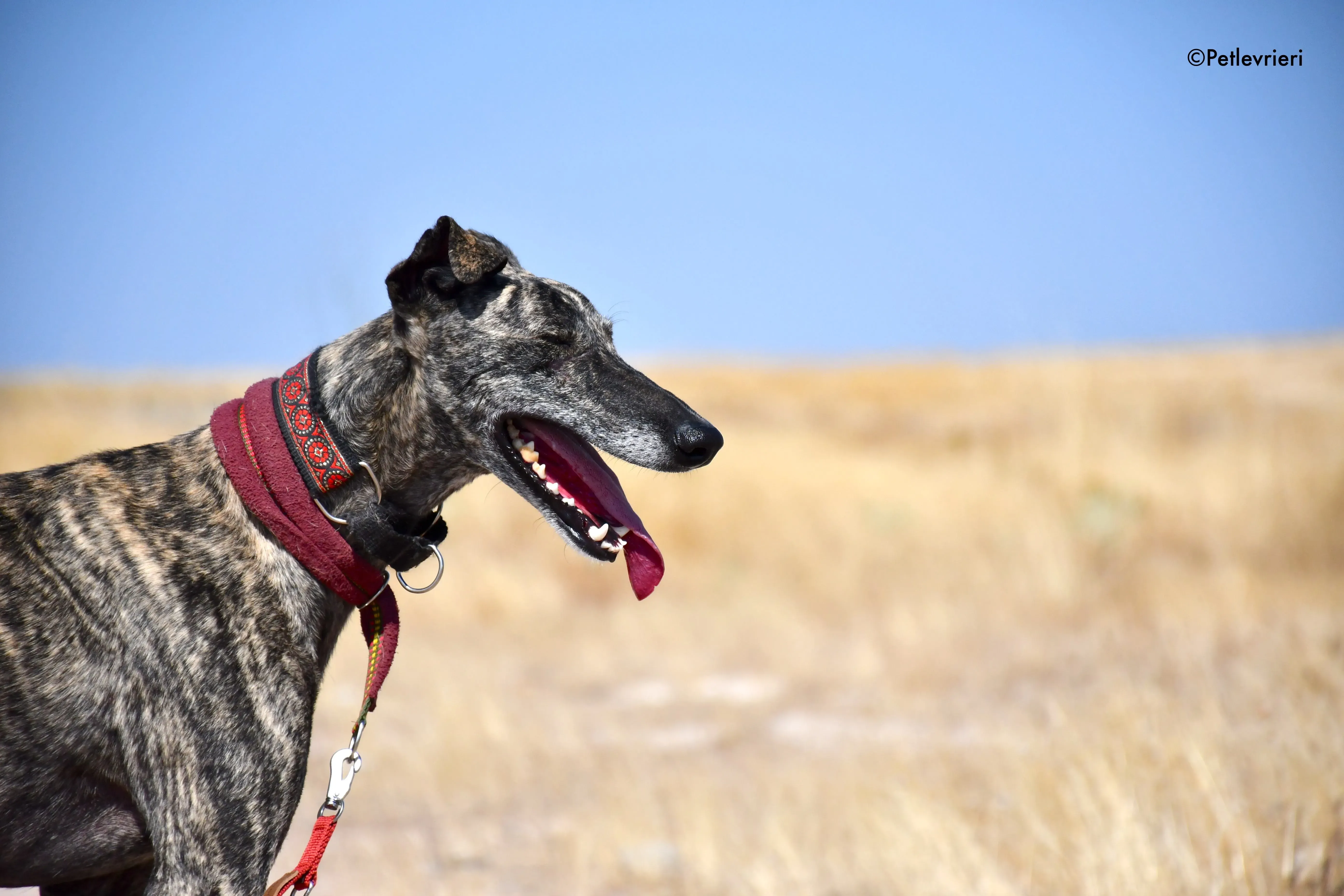 majestad adozione levrieri galgo 3