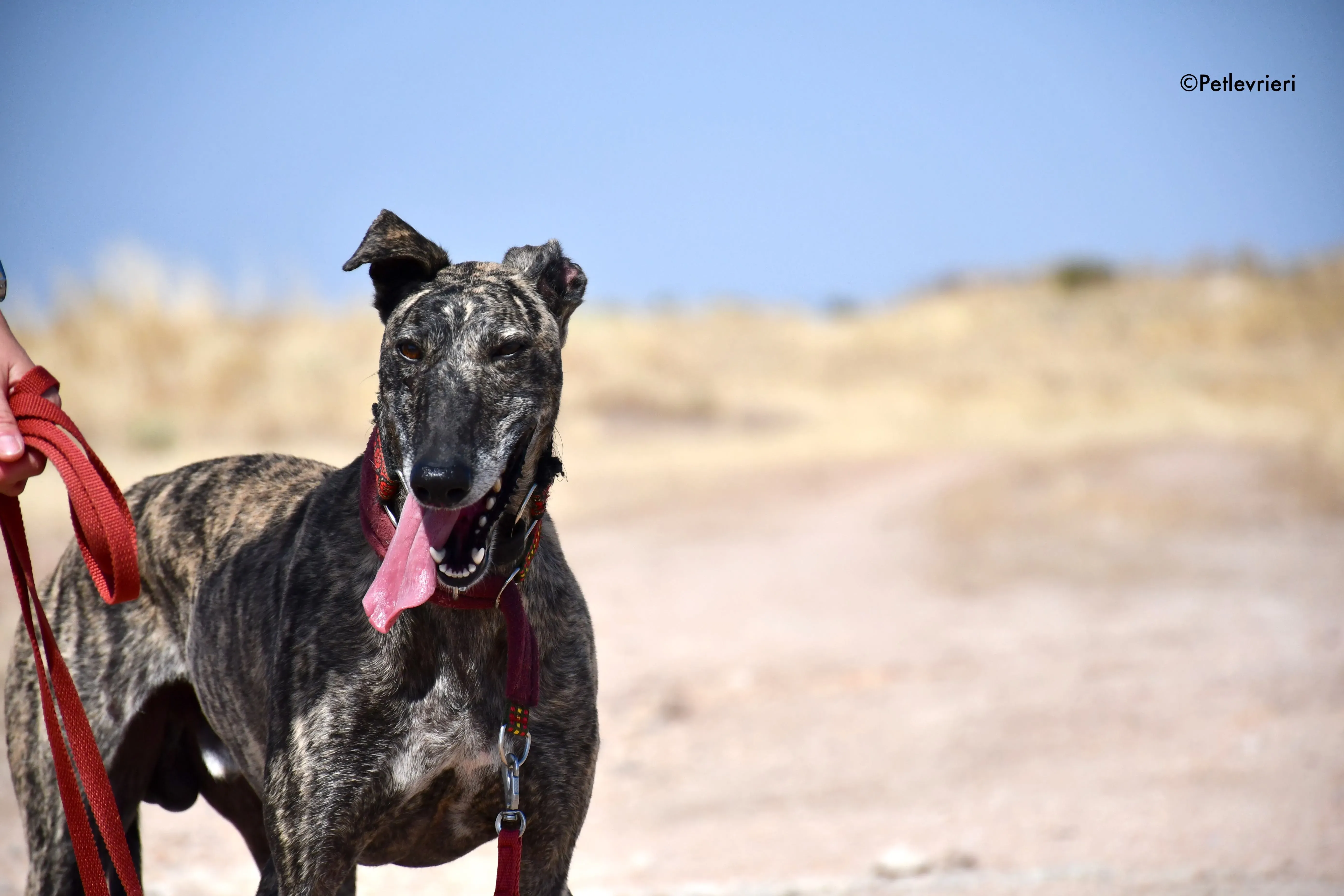 majestad adozione levrieri galgo 4