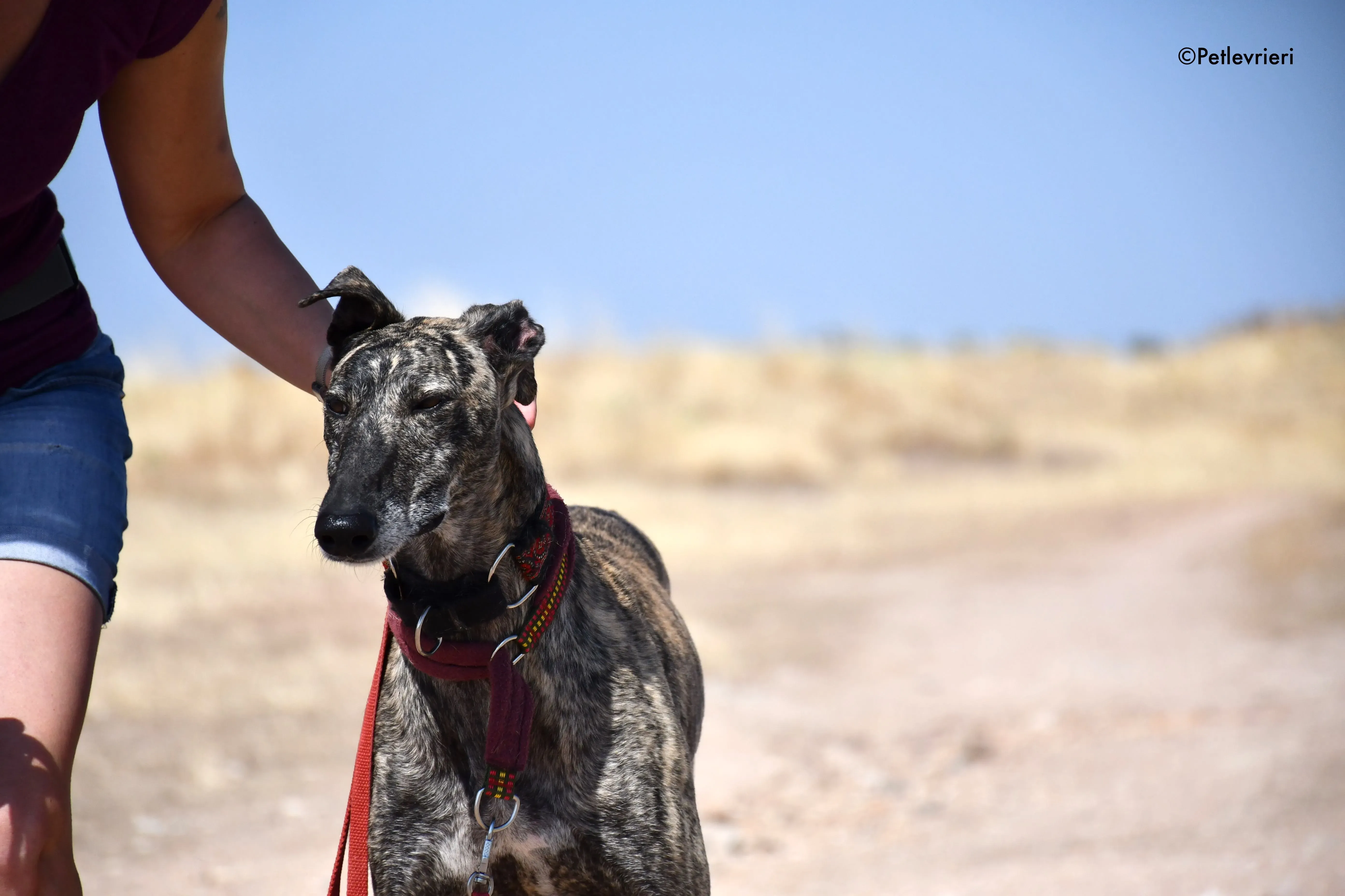 majestad adozione levrieri galgo 5