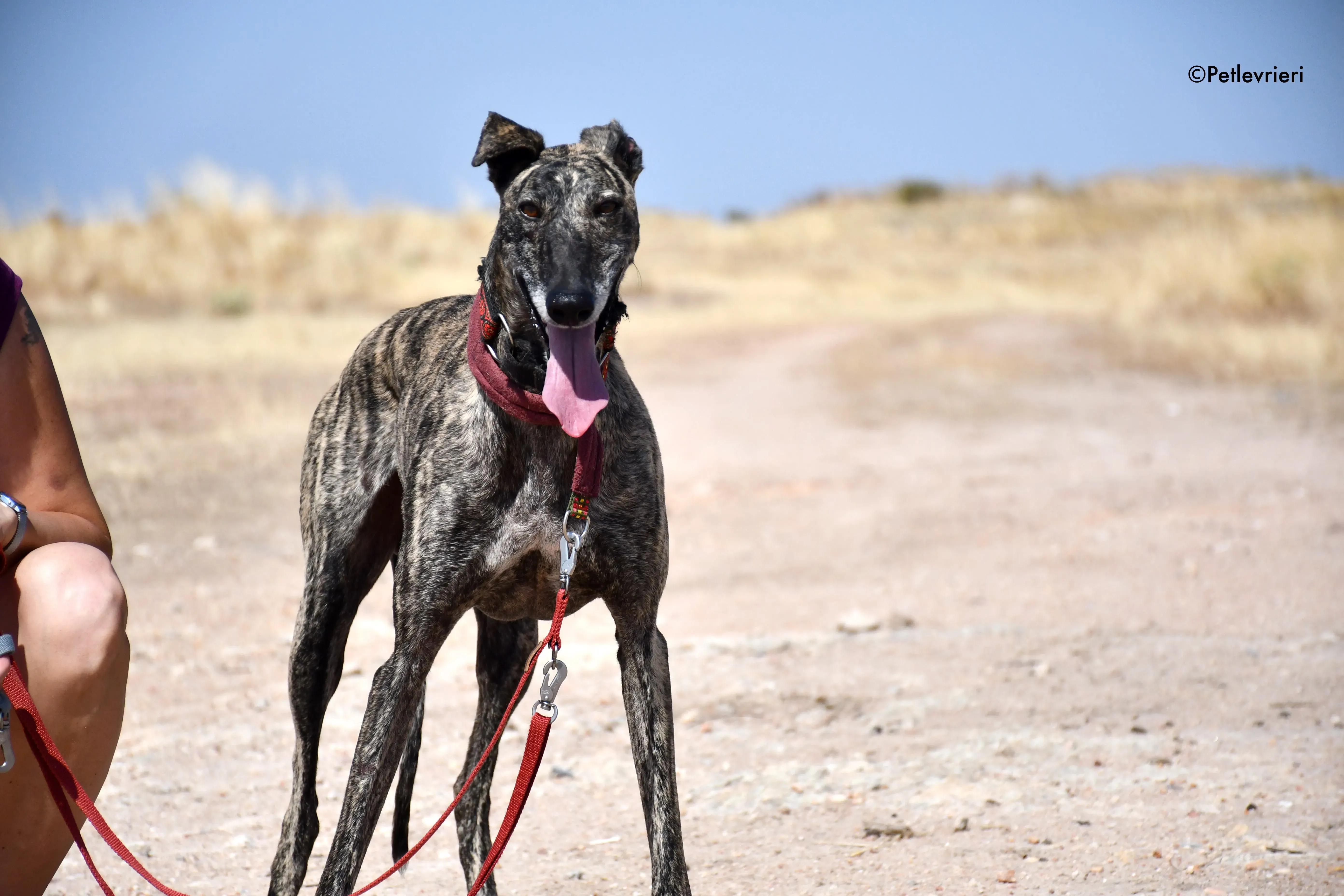 majestad adozione levrieri galgo 6