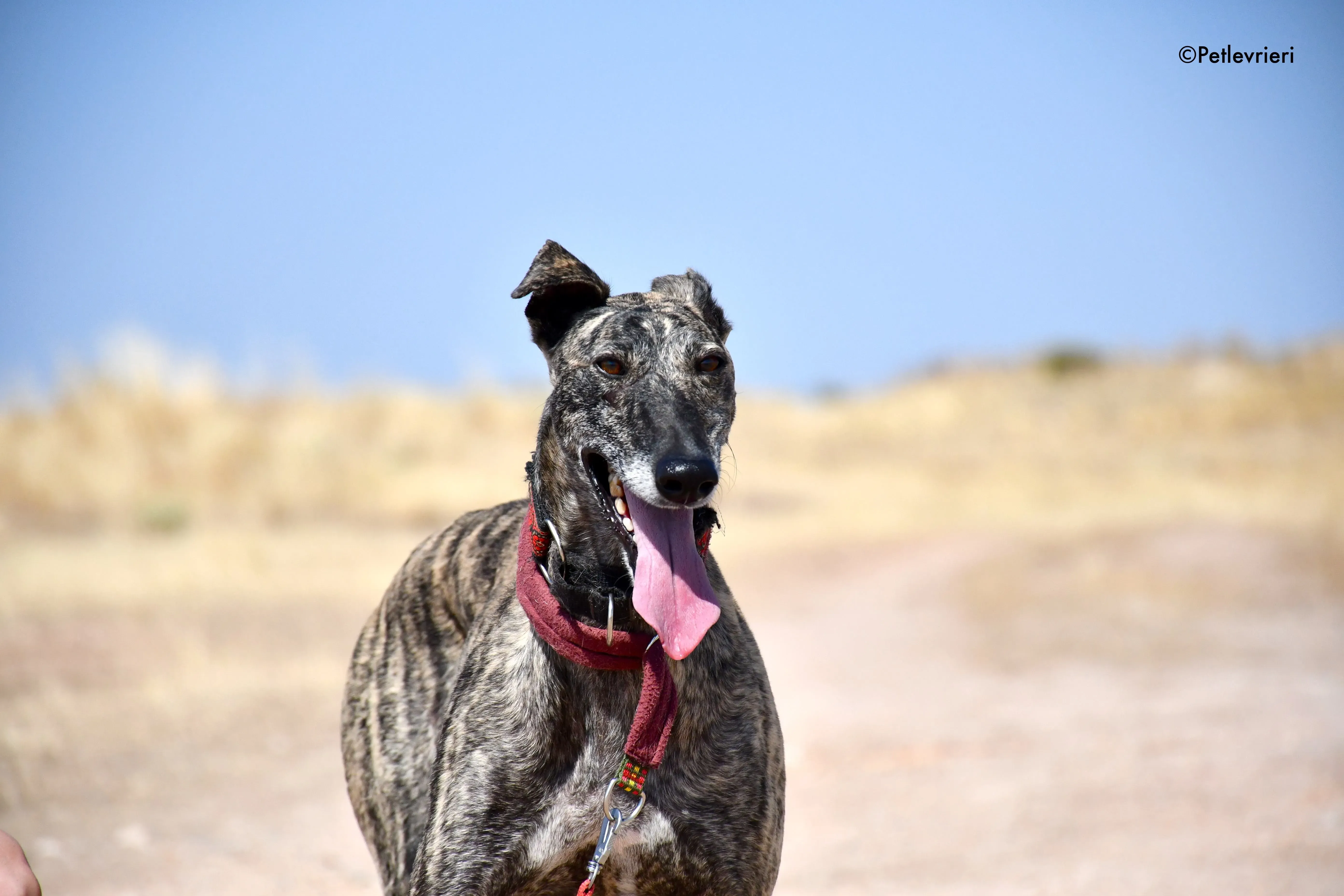 majestad adozione levrieri galgo 7