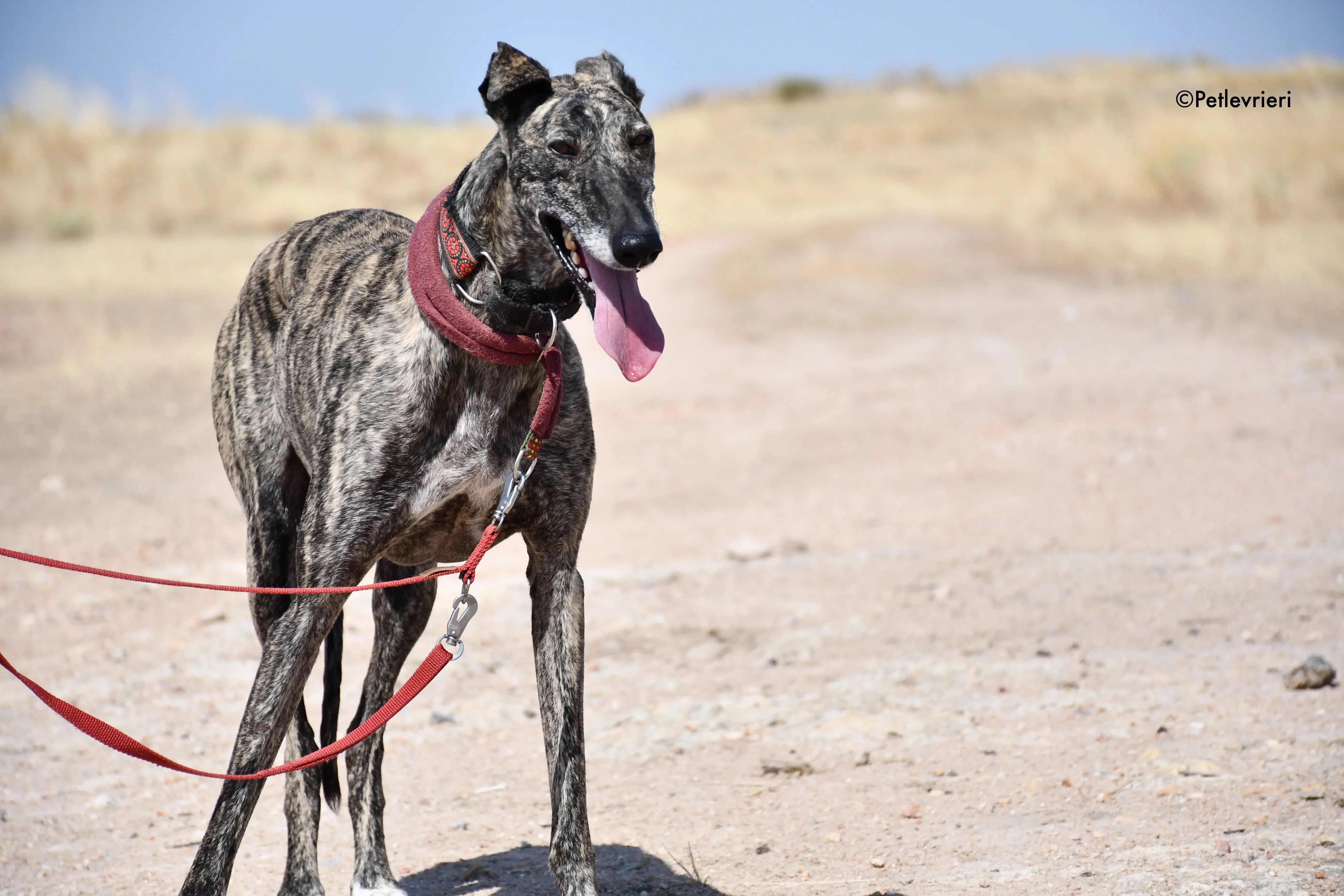 majestad adozione levrieri galgo 8